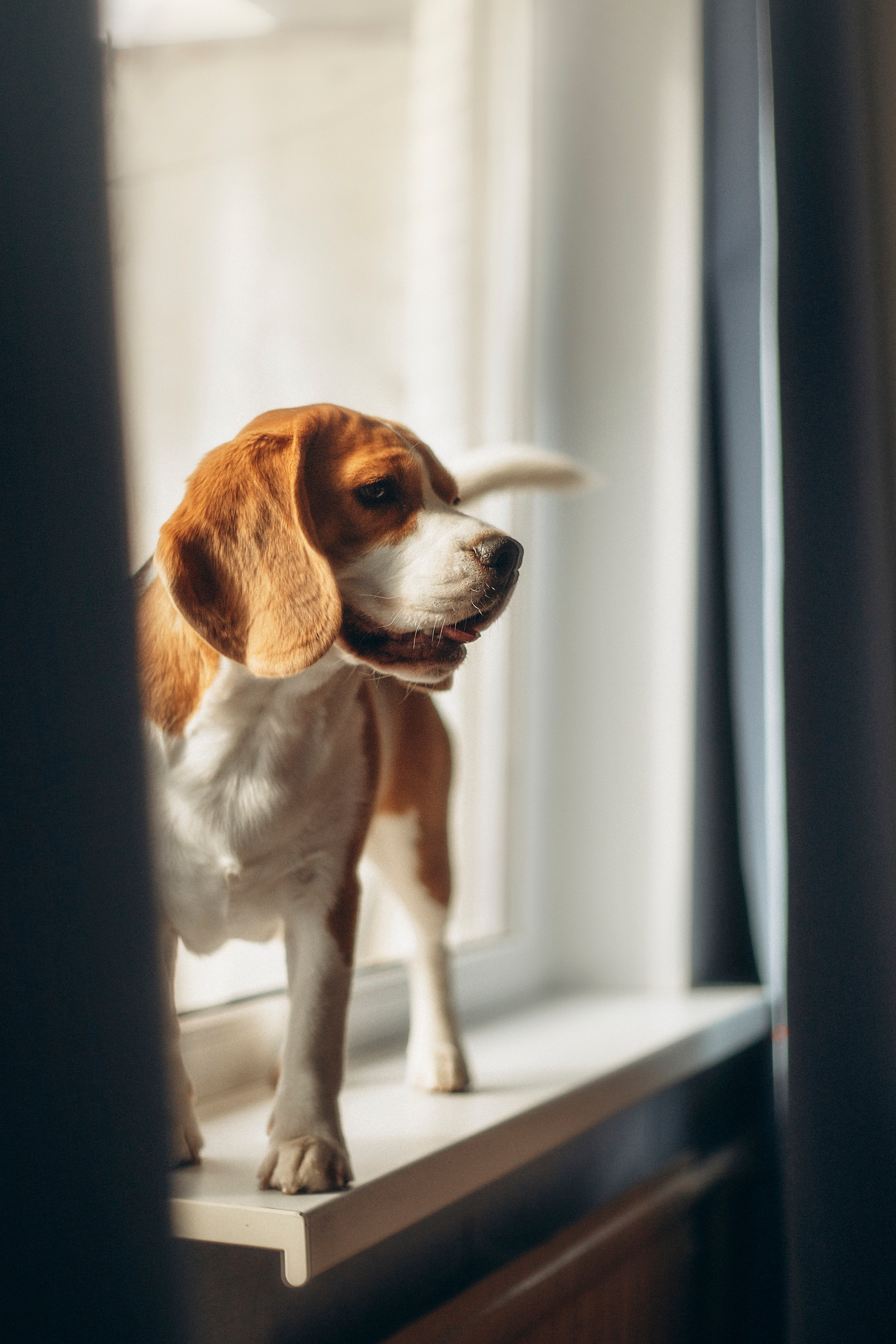 Полина и Бетти. Фотограф — Анималист | Санкт-Петербург