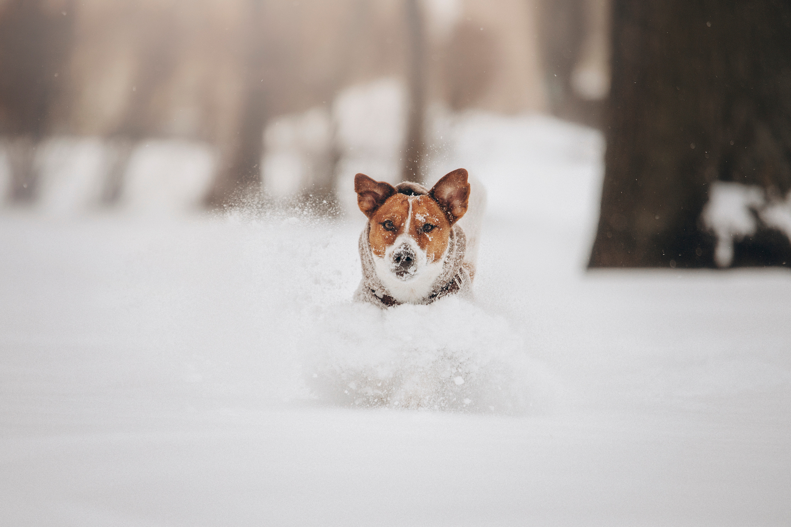 Даша и Бакс. Фотограф — Анималист | Санкт-Петербург
