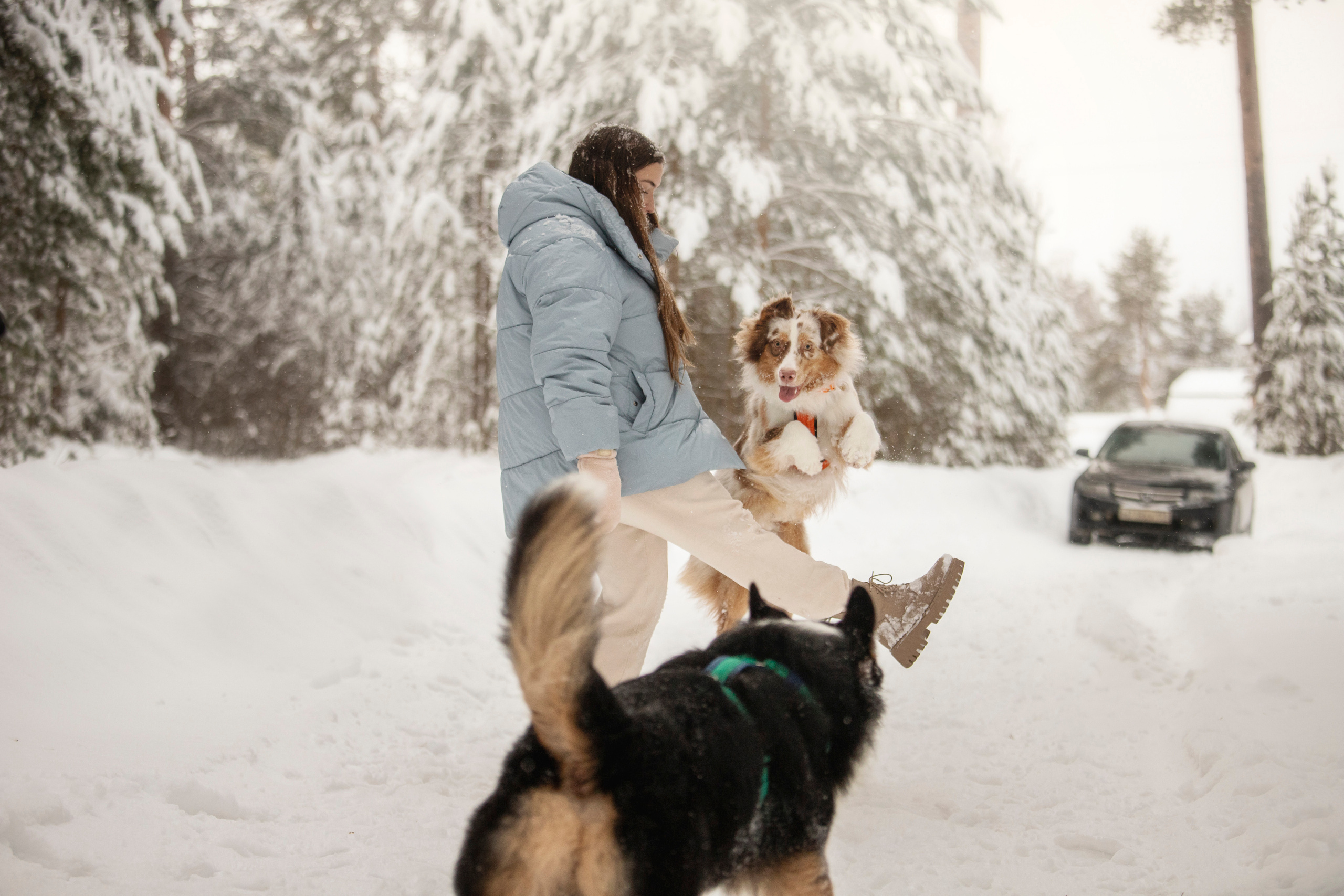 Делик, Скай и их семья. Фотограф — Анималист | Санкт-Петербург