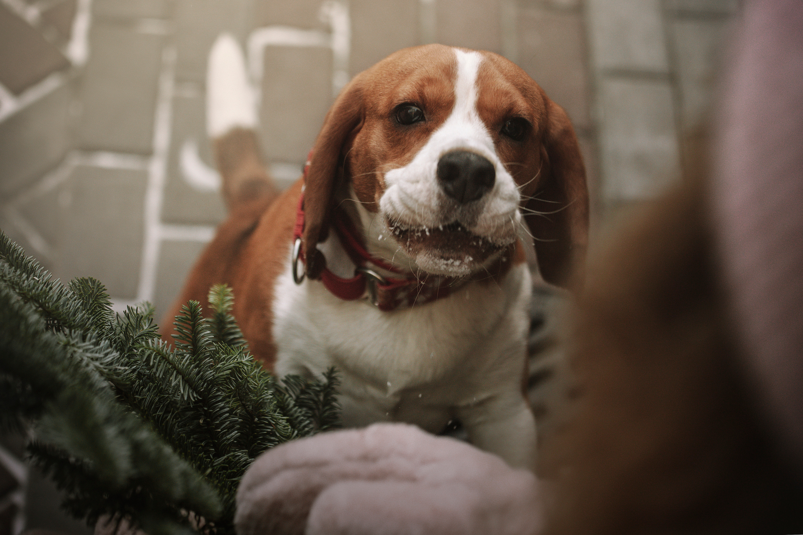 Полина и Бетти. Фотограф — Анималист | Санкт-Петербург