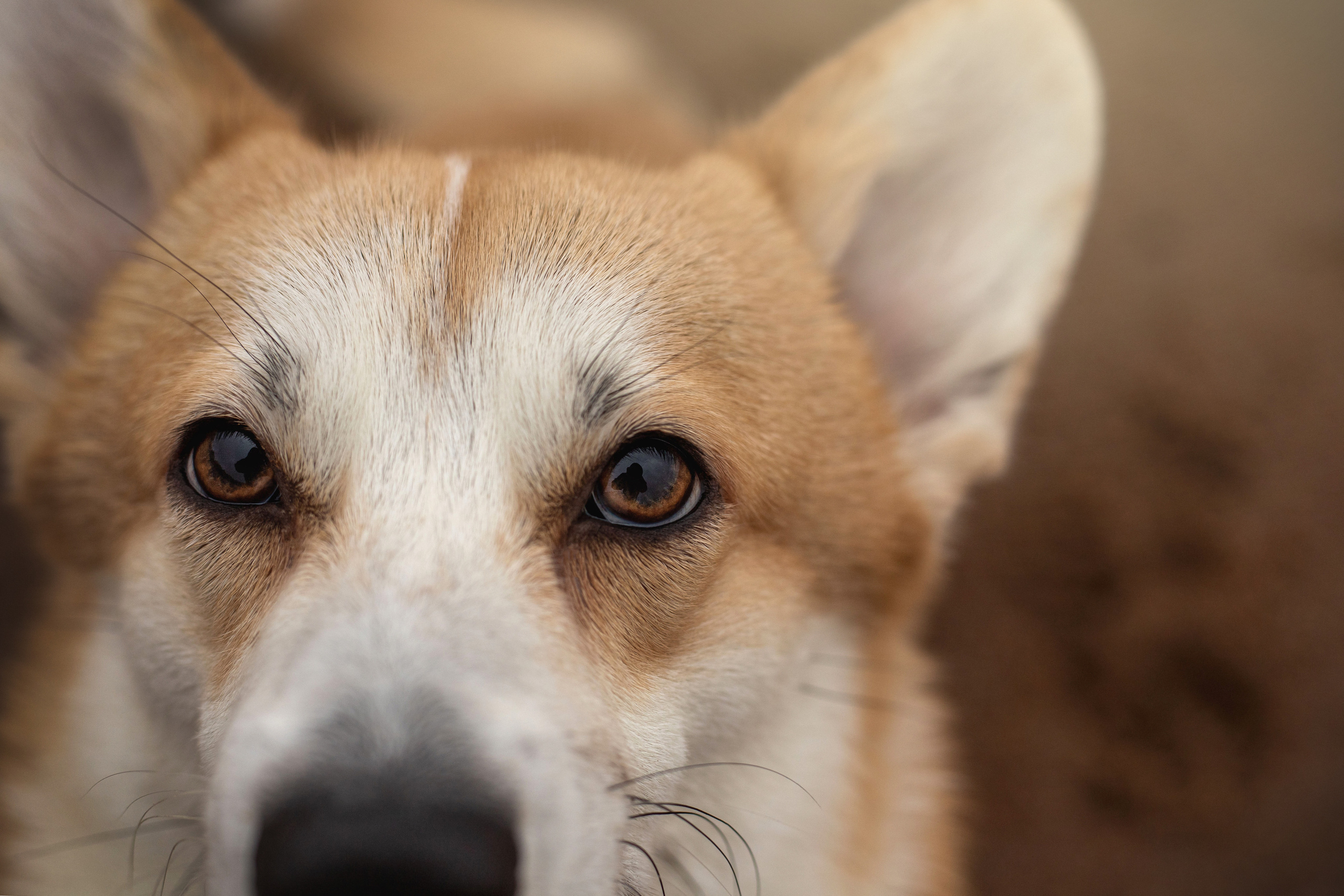 Барни и его семья. Фотограф — Анималист | Санкт-Петербург