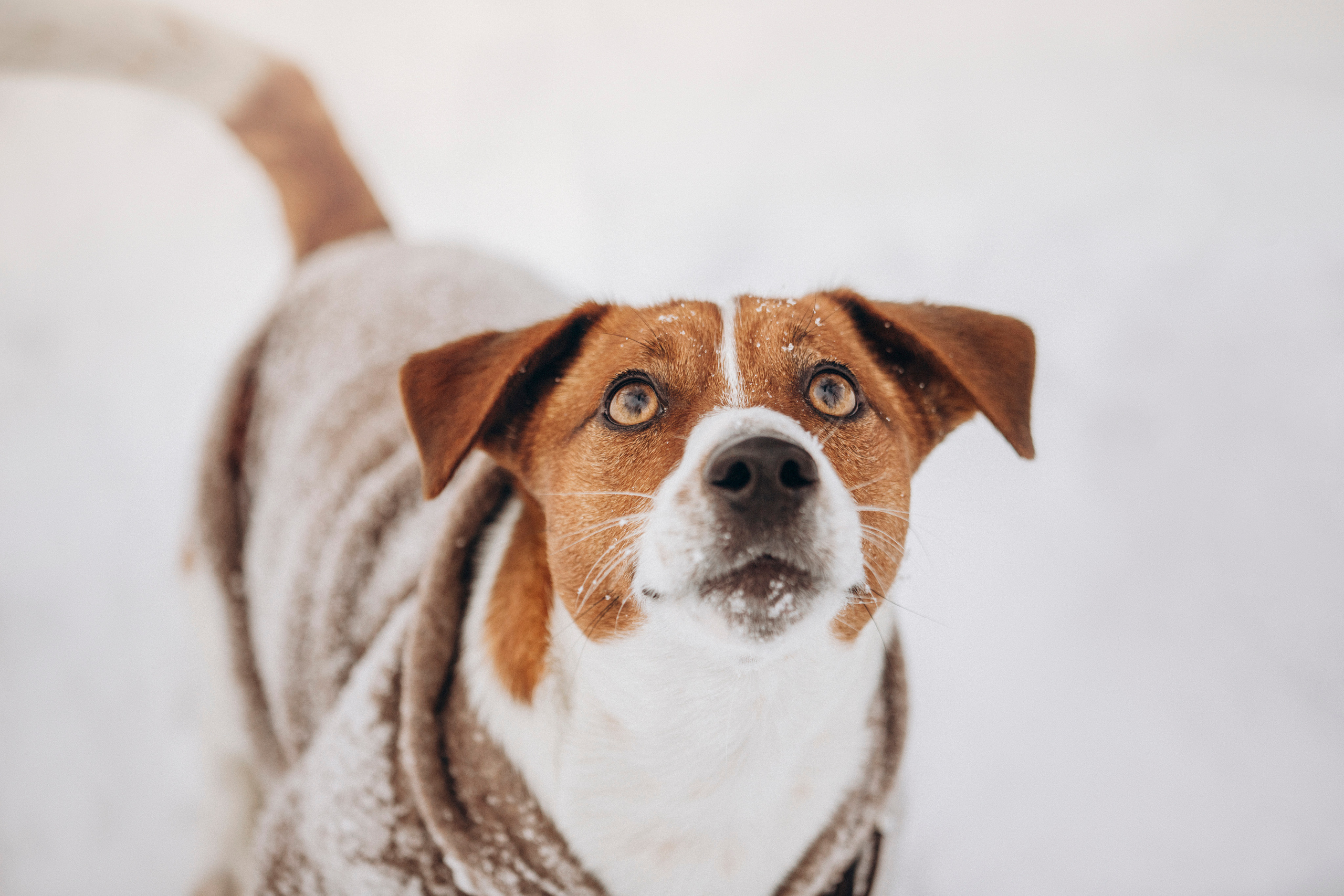 Даша и Бакс. Фотограф — Анималист | Санкт-Петербург