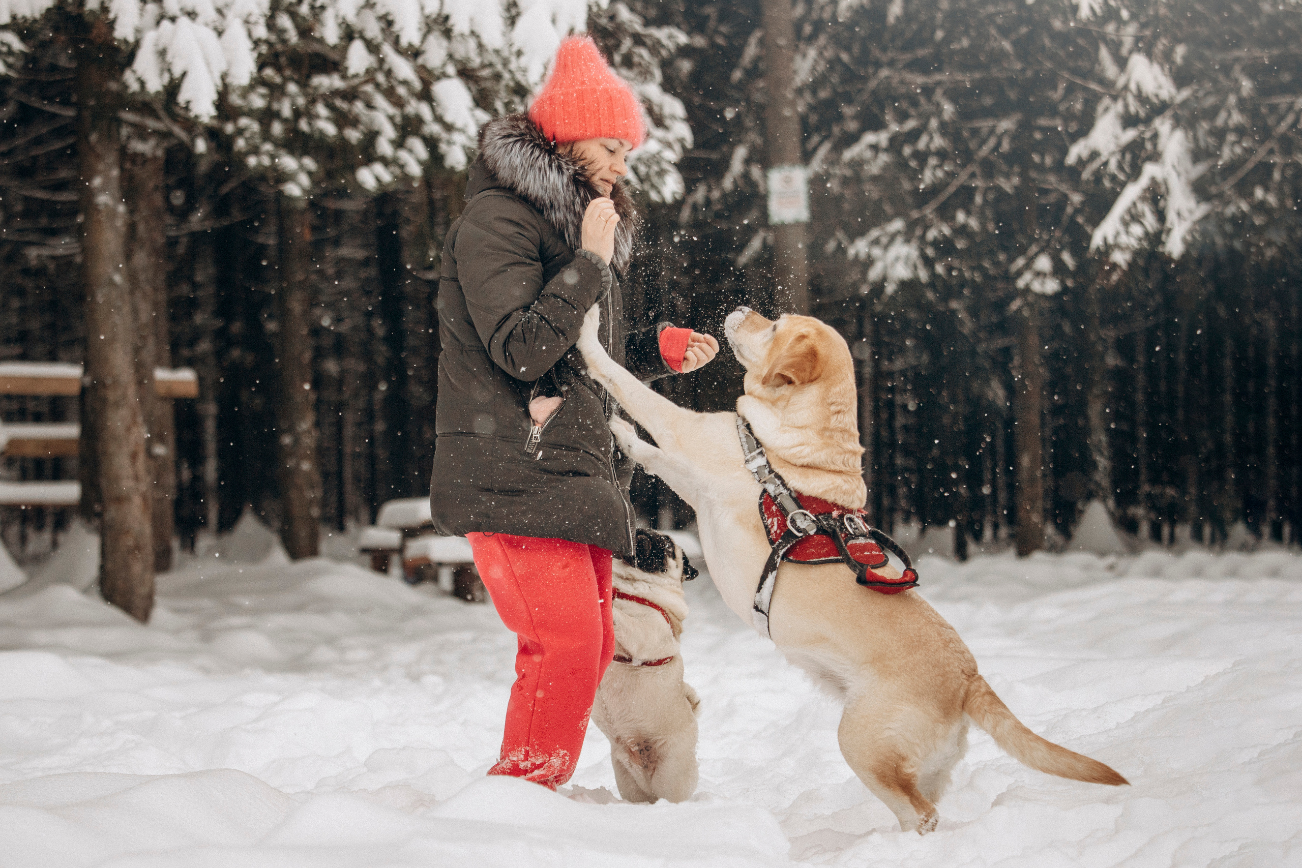 Марго, Степа и их семья. Фотограф — Анималист | Санкт-Петербург