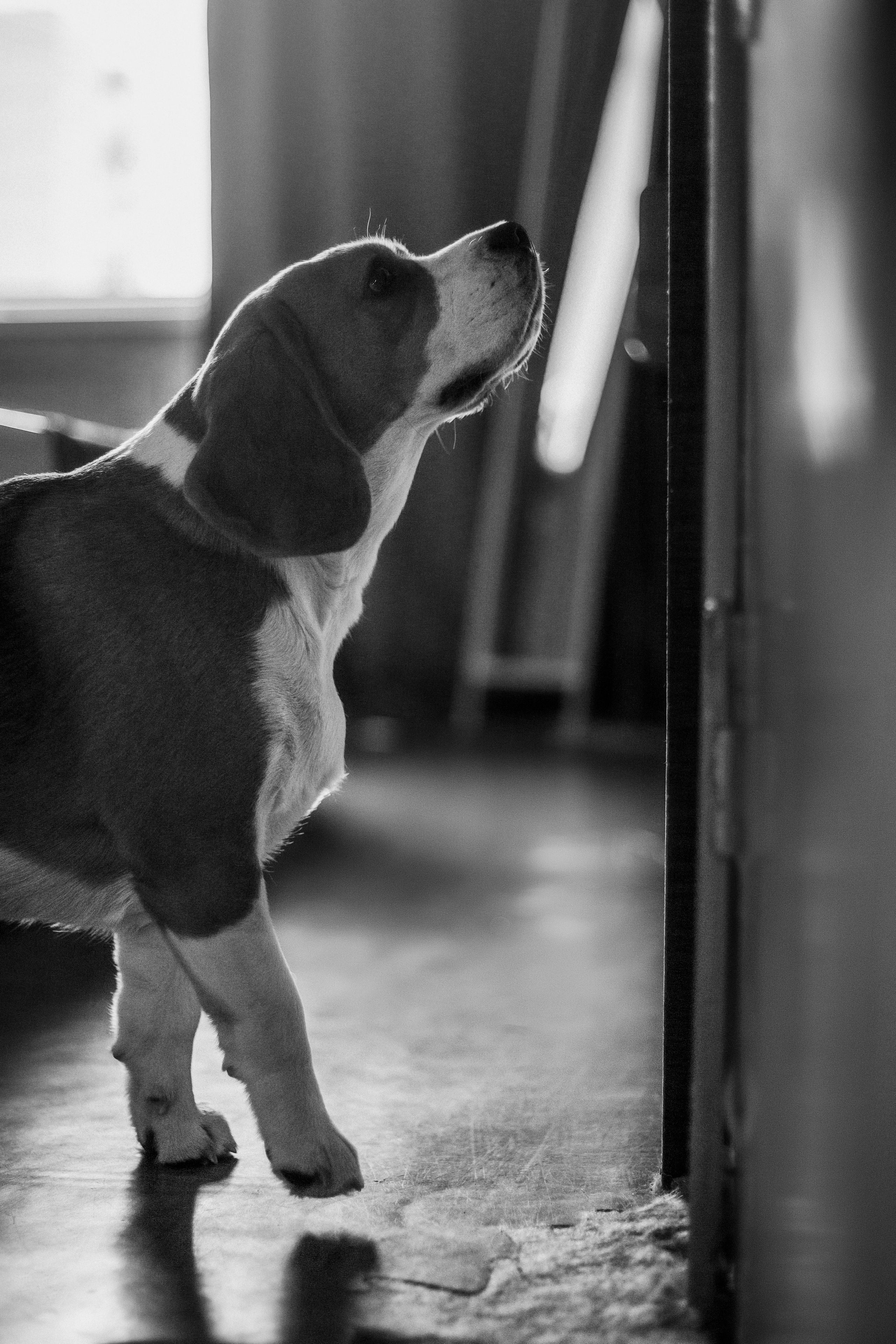 Полина и Бетти. Фотограф — Анималист | Санкт-Петербург