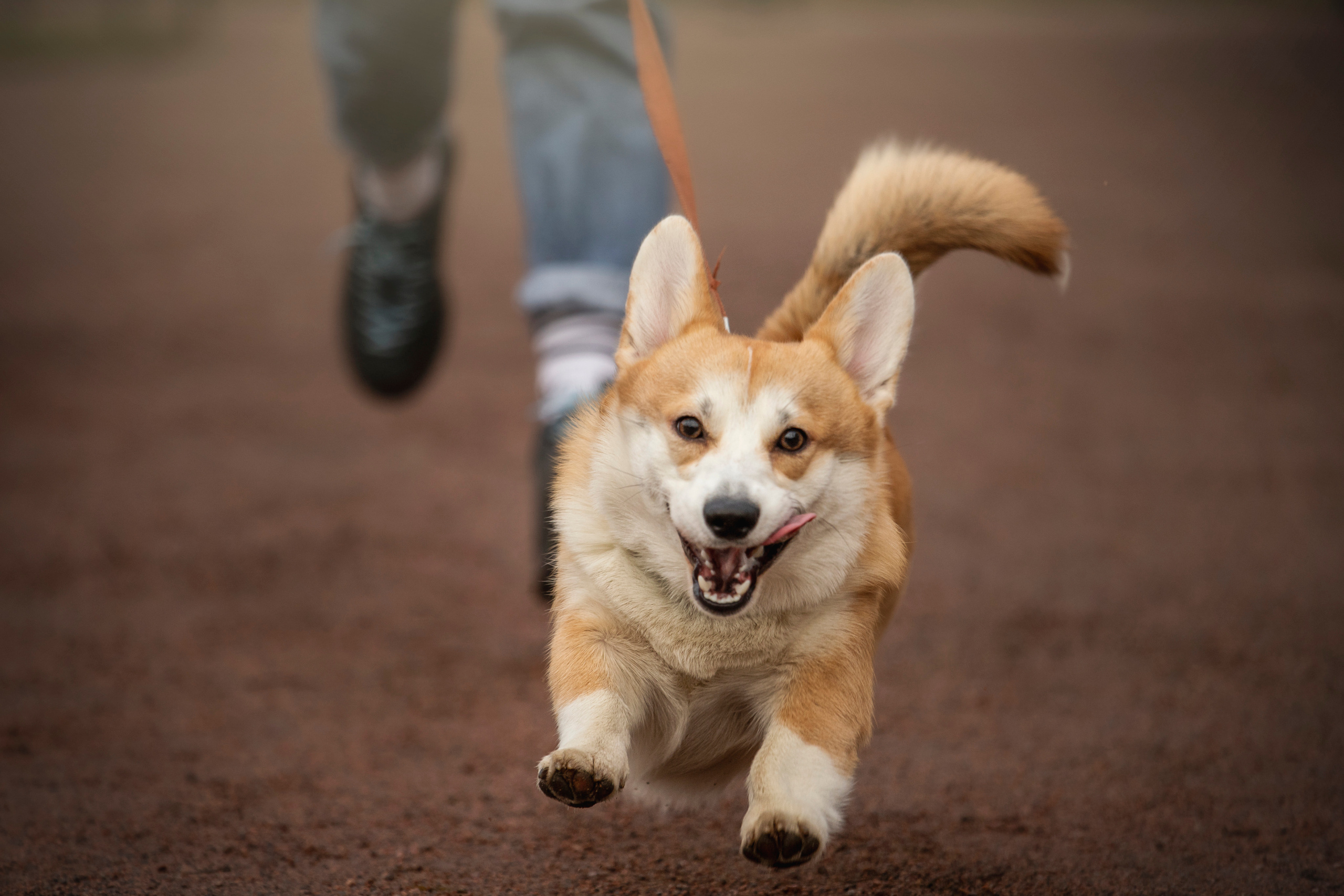 Барни и его семья. Фотограф — Анималист | Санкт-Петербург