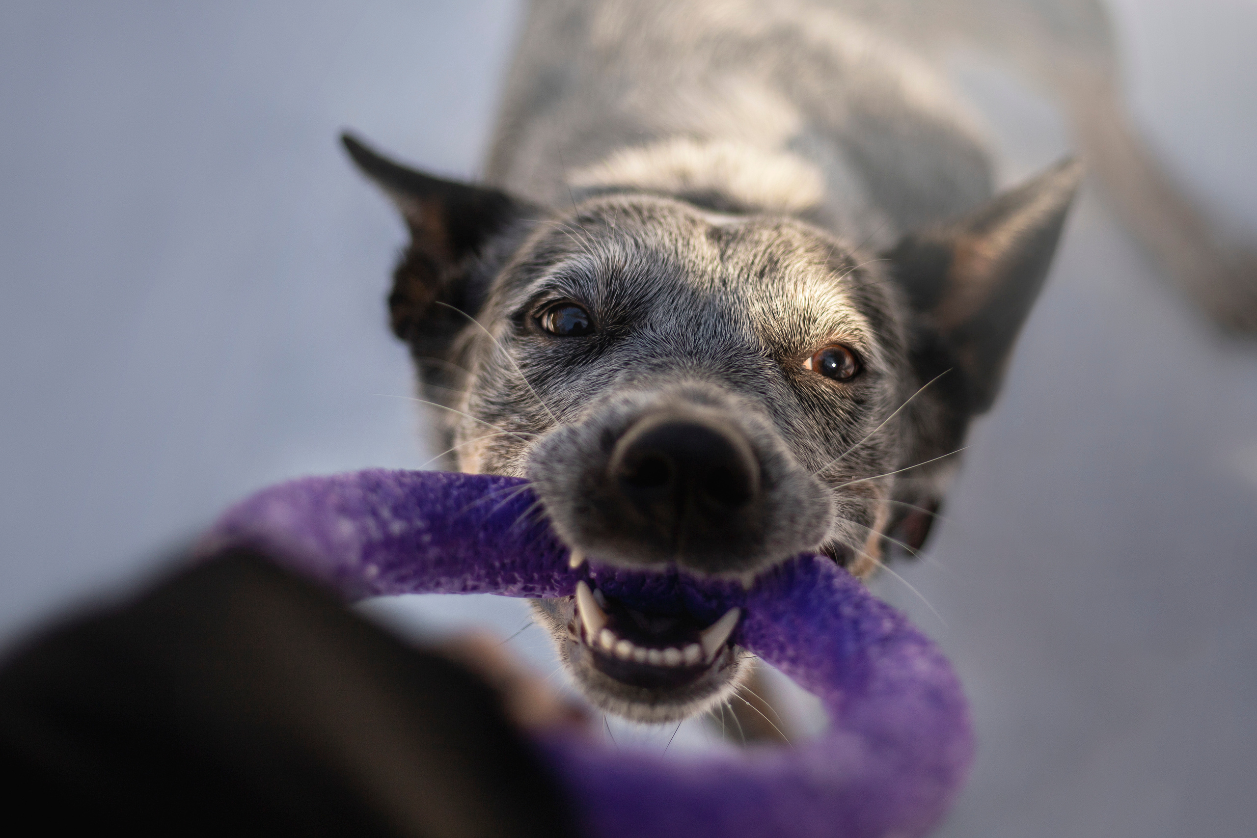 Оля и Мотя. Фотограф — Анималист | Санкт-Петербург