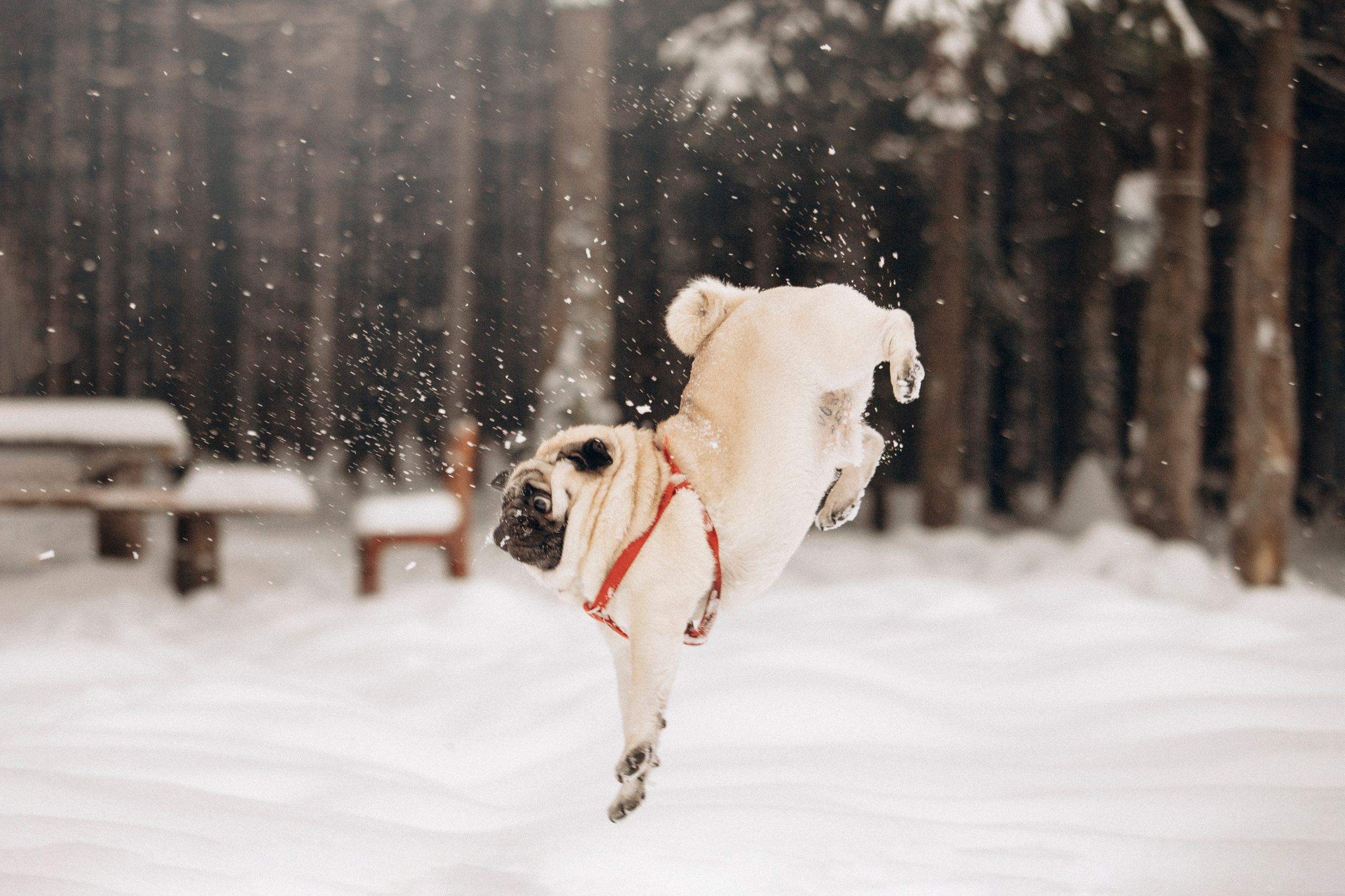 Марго, Степа и их семья. Фотограф — Анималист | Санкт-Петербург