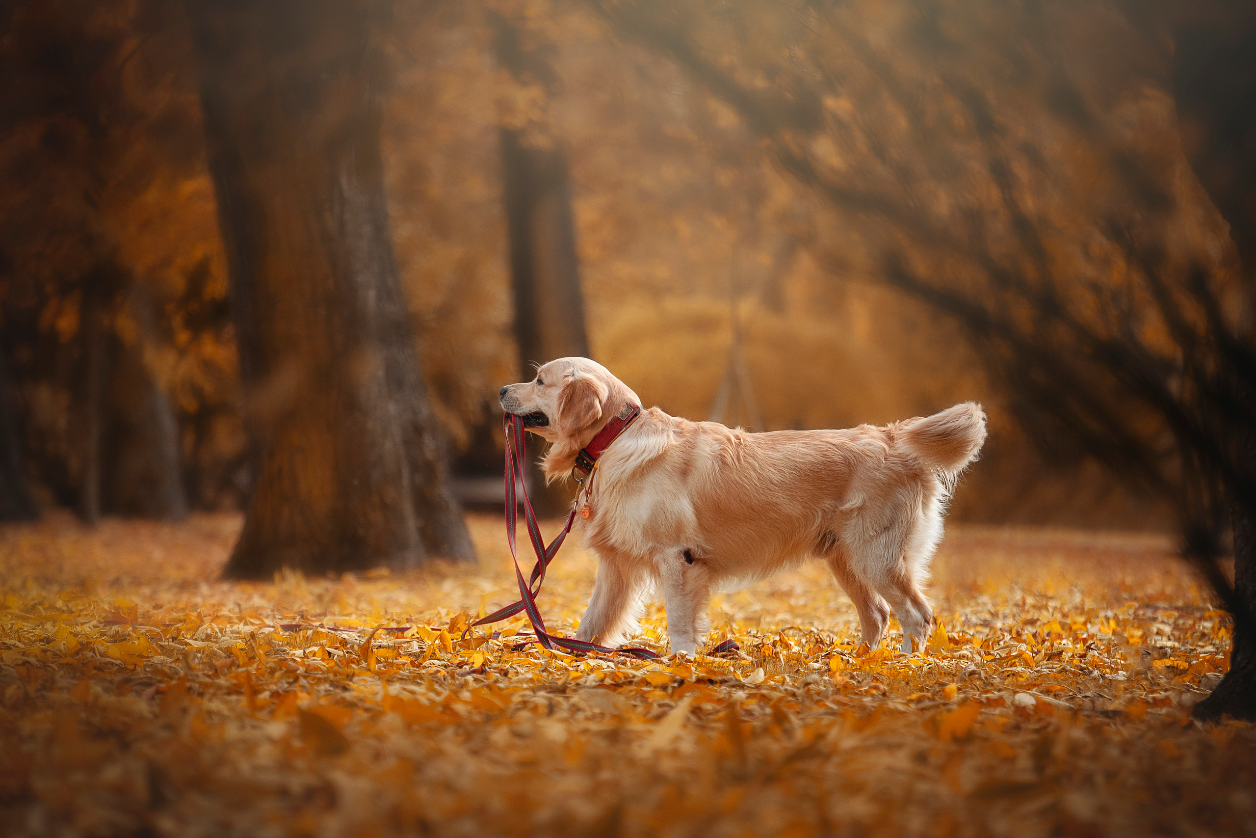 Лёвушка и его семья. Фотограф — Анималист | Санкт-Петербург