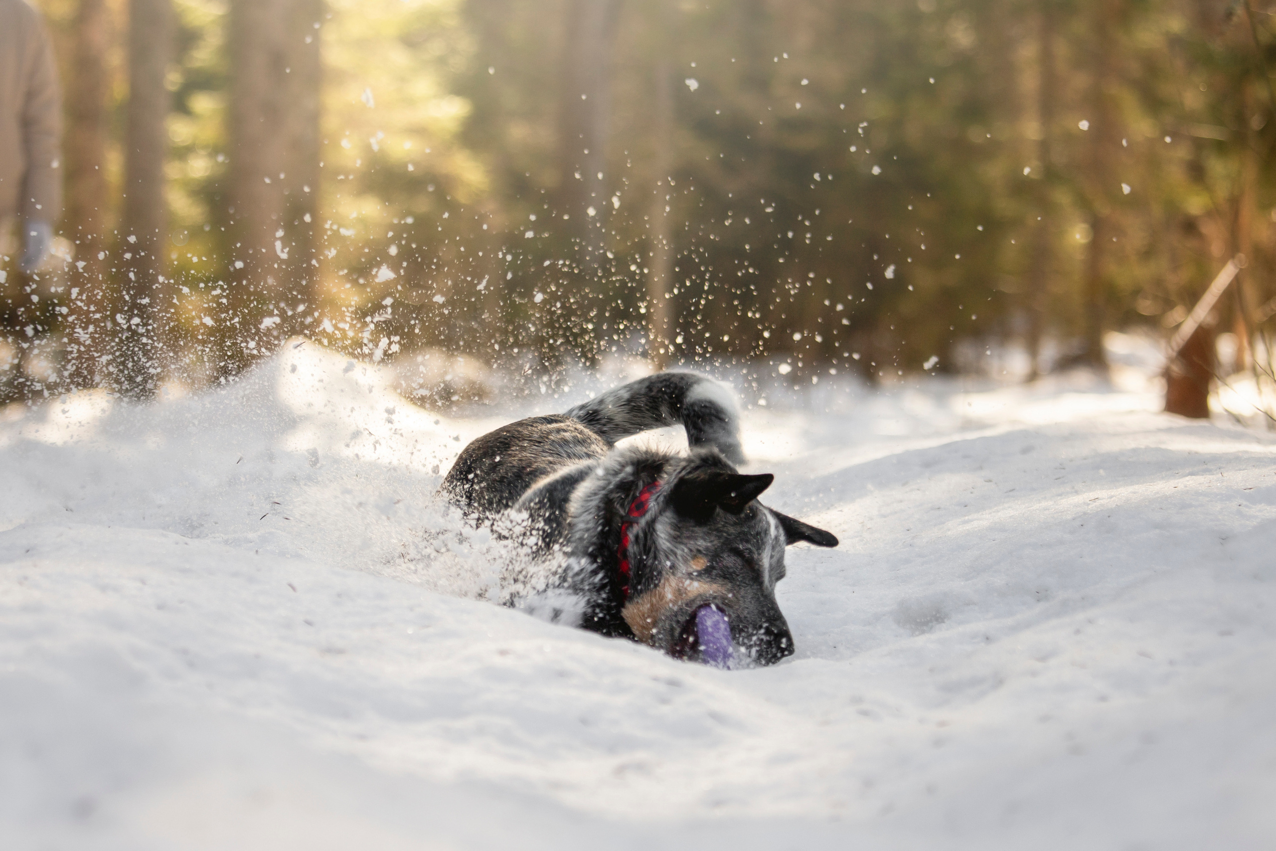 Оля и Мотя. Фотограф — Анималист | Санкт-Петербург