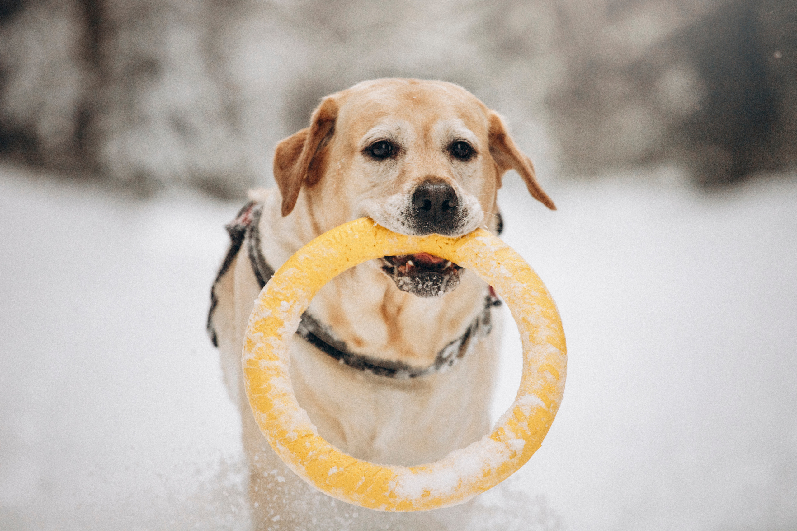 Марго, Степа и их семья. Фотограф — Анималист | Санкт-Петербург