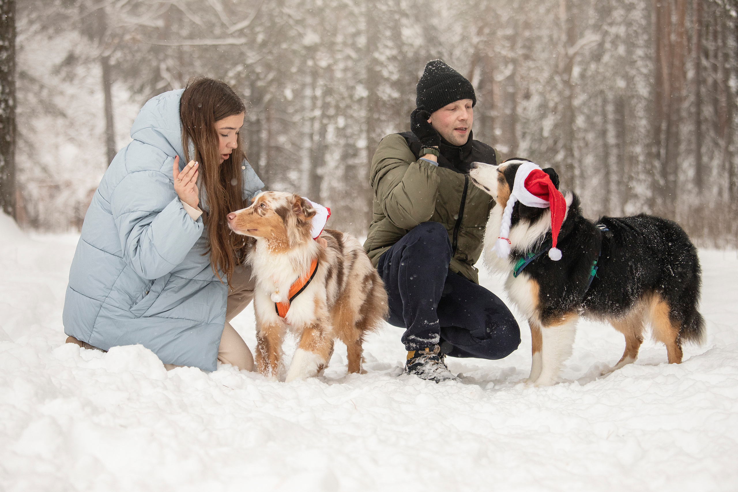 Делик, Скай и их семья. Фотограф — Анималист | Санкт-Петербург