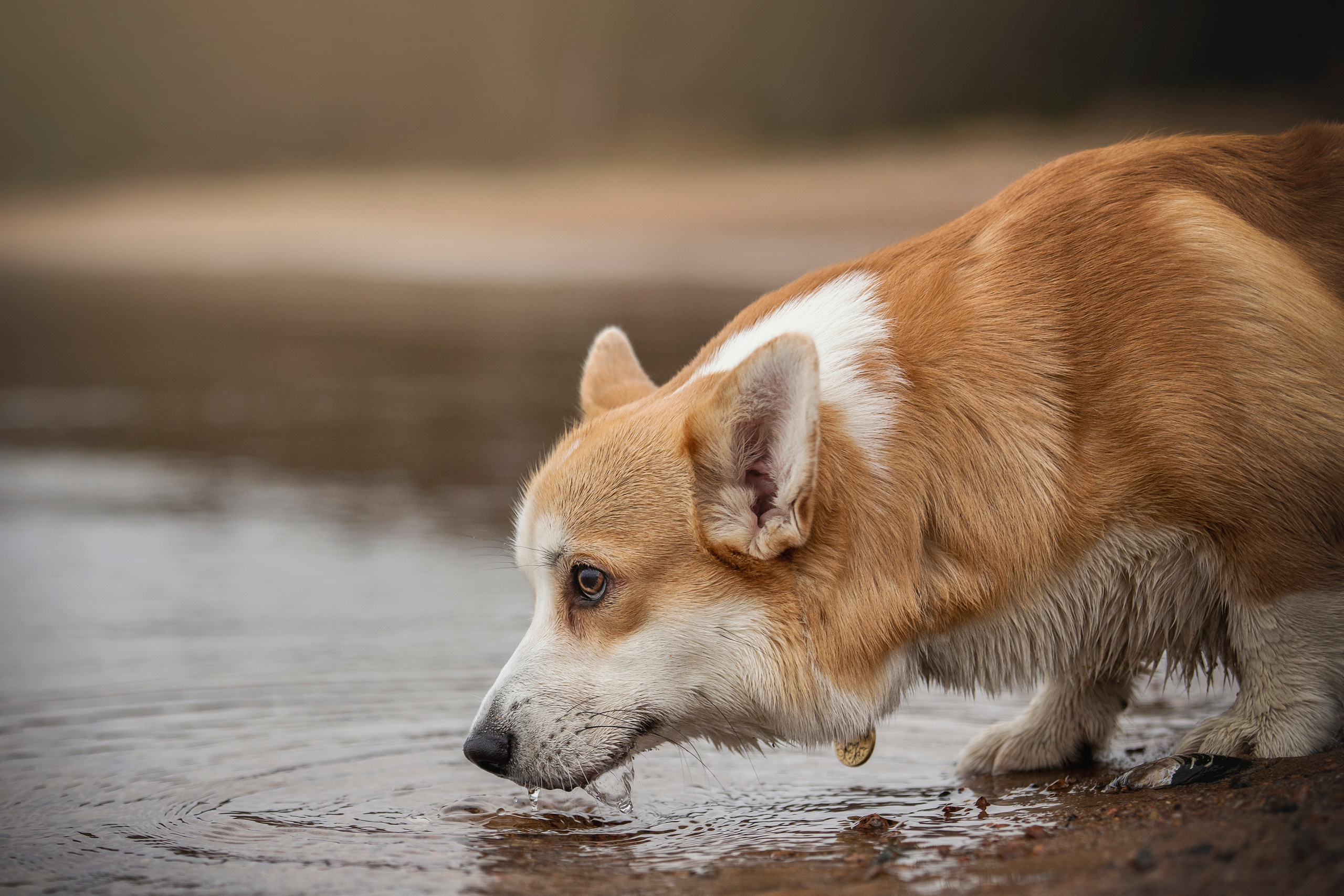 Барни и его семья. Фотограф — Анималист | Санкт-Петербург