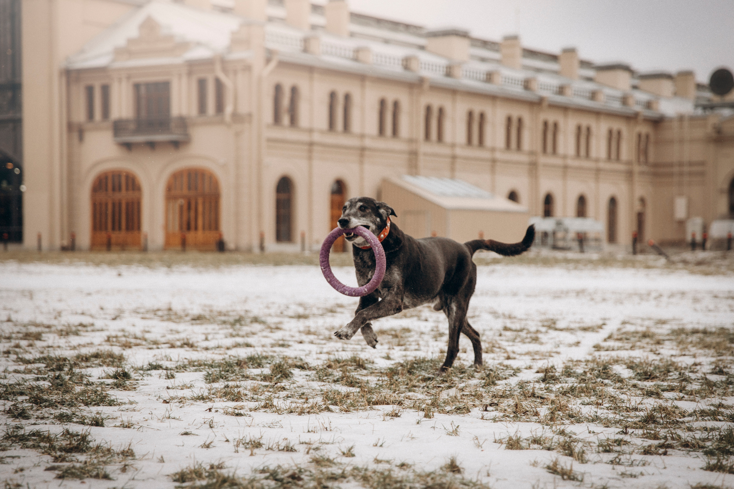 Ангус и его семья. Фотограф — Анималист | Санкт-Петербург