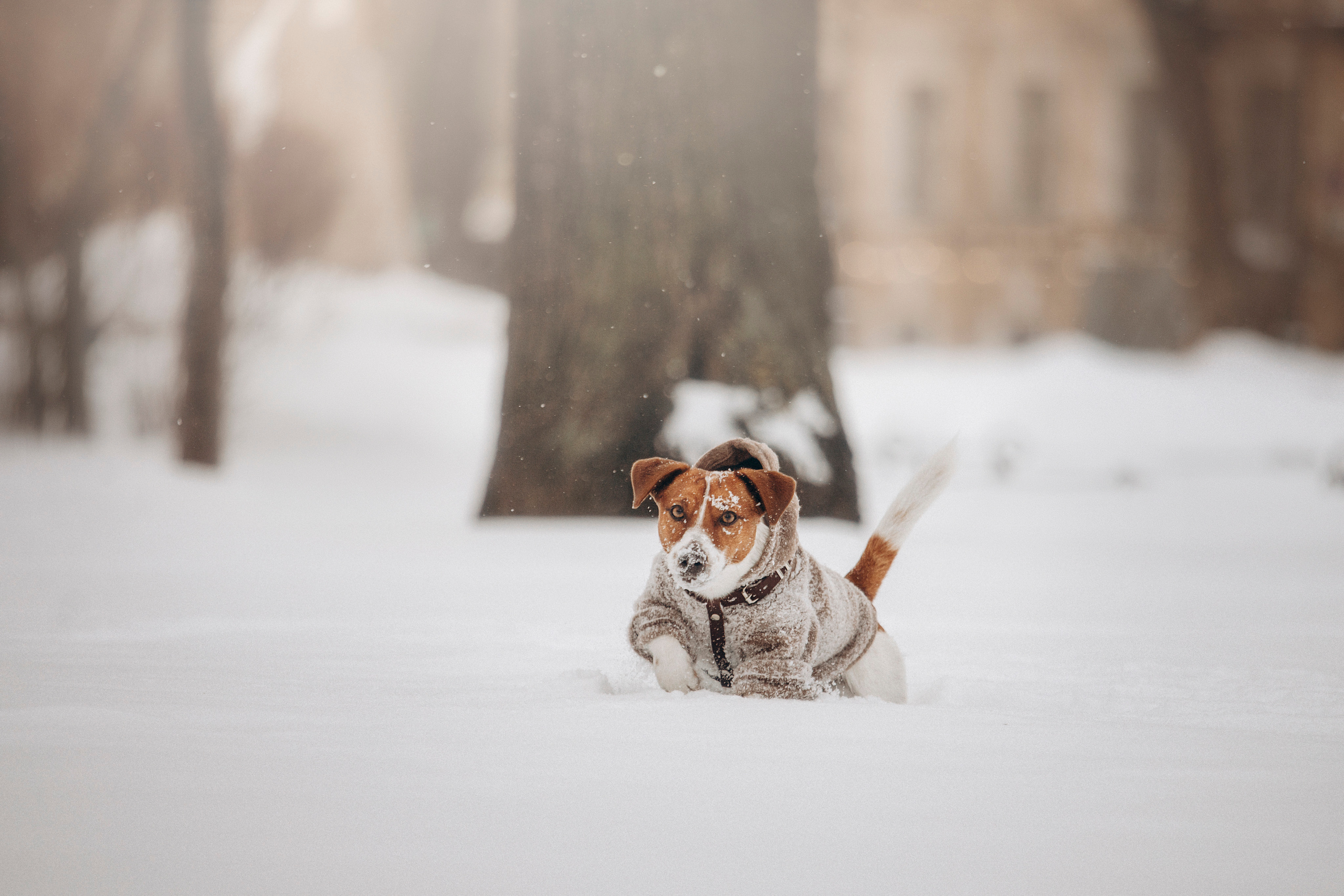Даша и Бакс. Фотограф — Анималист | Санкт-Петербург