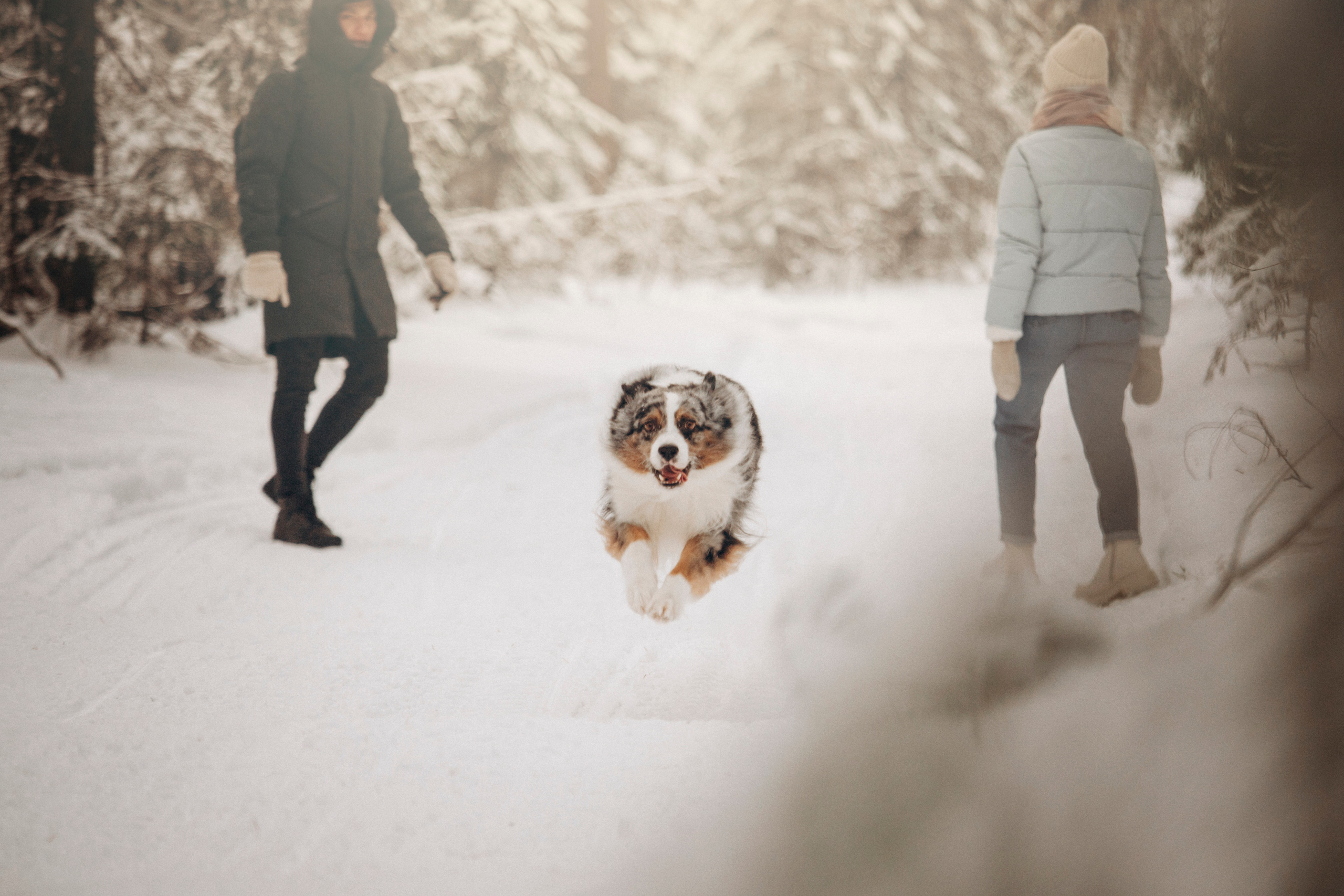 Айк и его семья. Фотограф — Анималист | Санкт-Петербург