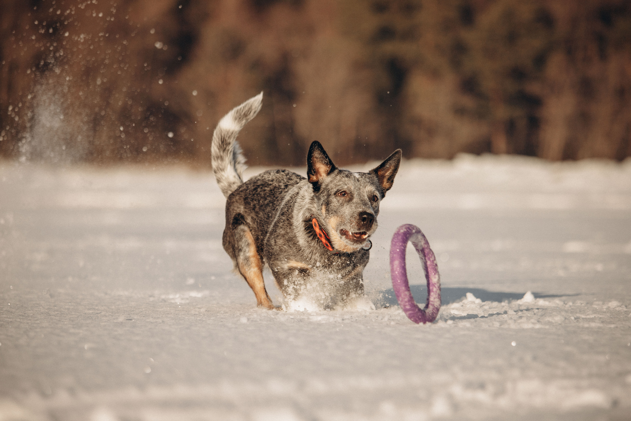 Оля и Мотя. Фотограф — Анималист | Санкт-Петербург