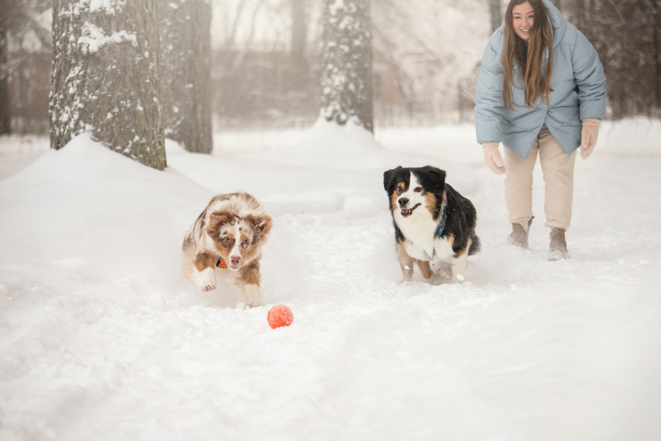 Делик, Скай и их семья. Фотограф — Анималист | Санкт-Петербург
