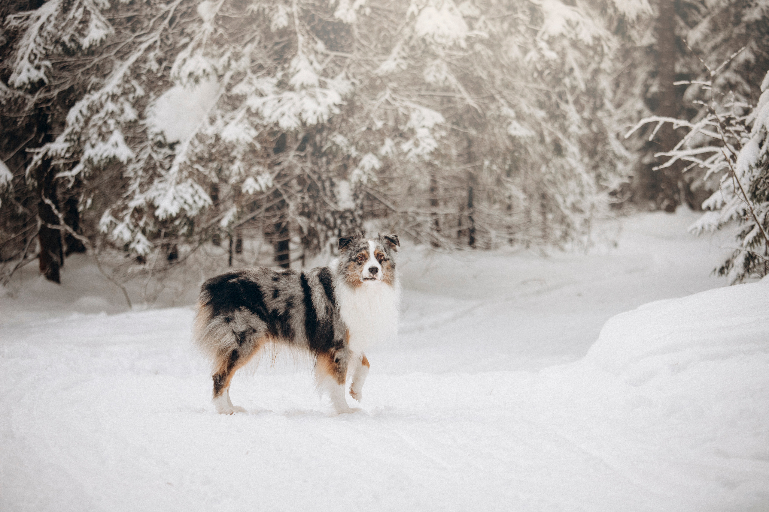 Айк и его семья. Фотограф — Анималист | Санкт-Петербург