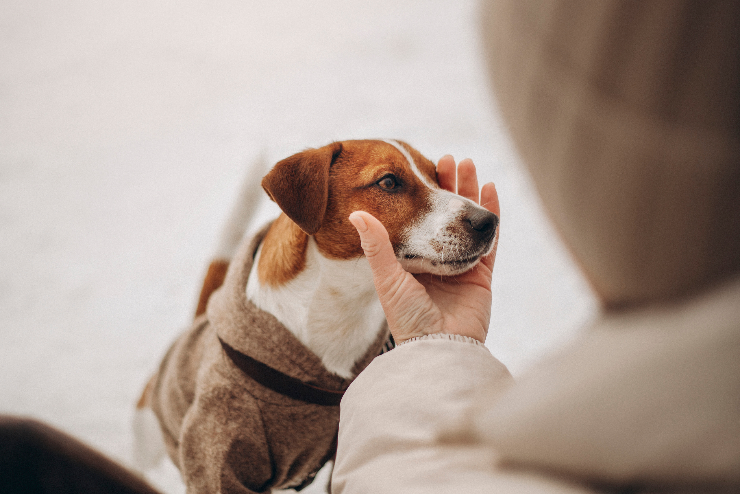 Даша и Бакс. Фотограф — Анималист | Санкт-Петербург