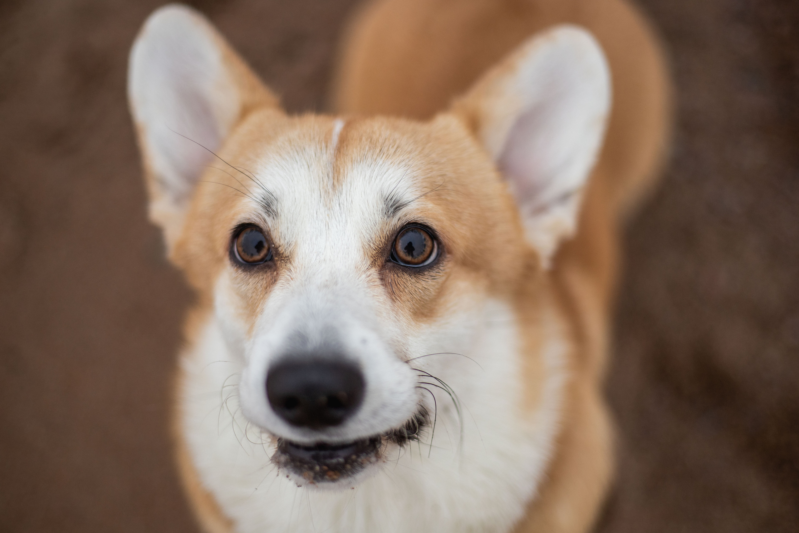 Барни и его семья. Фотограф — Анималист | Санкт-Петербург