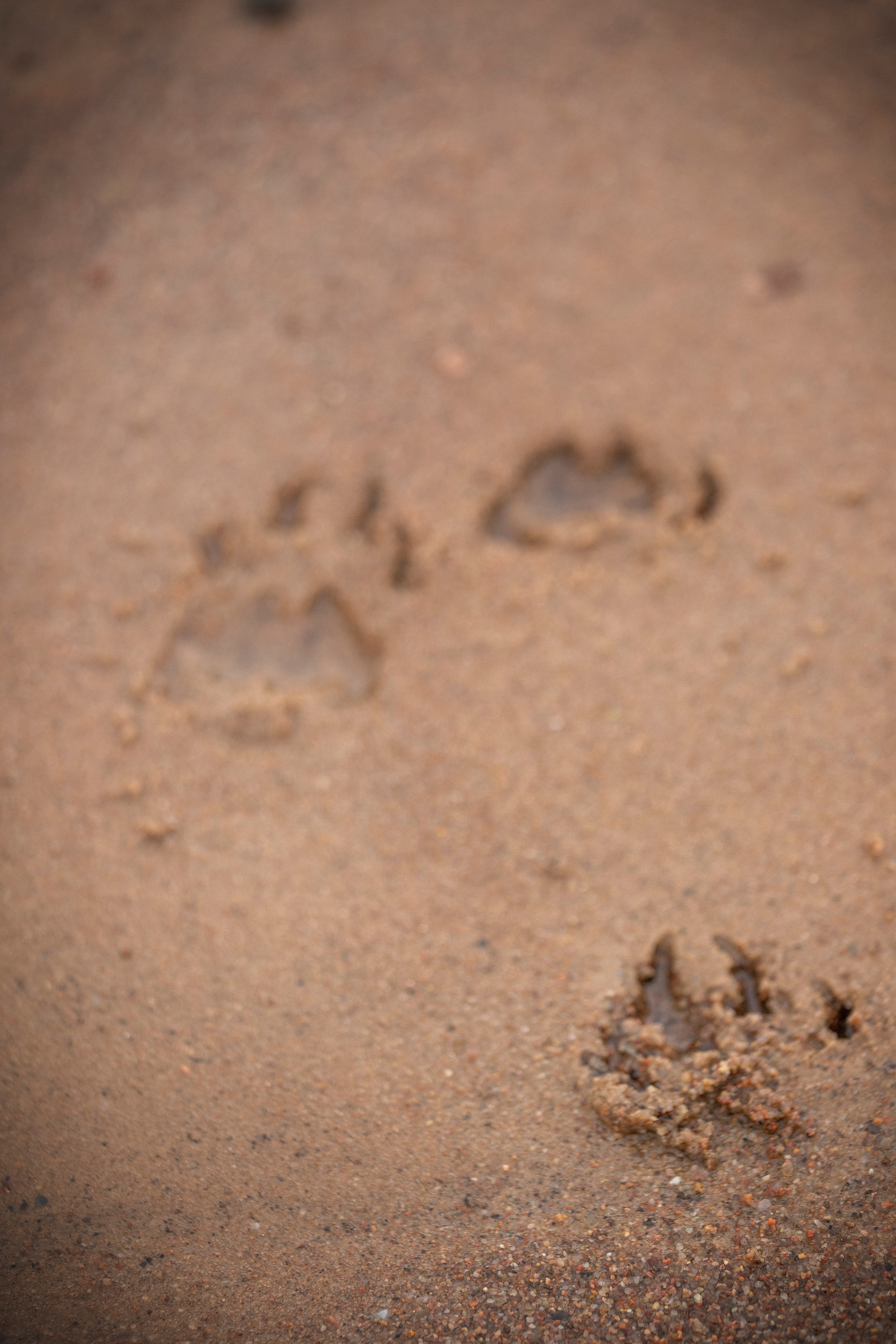 Барни и его семья. Фотограф — Анималист | Санкт-Петербург