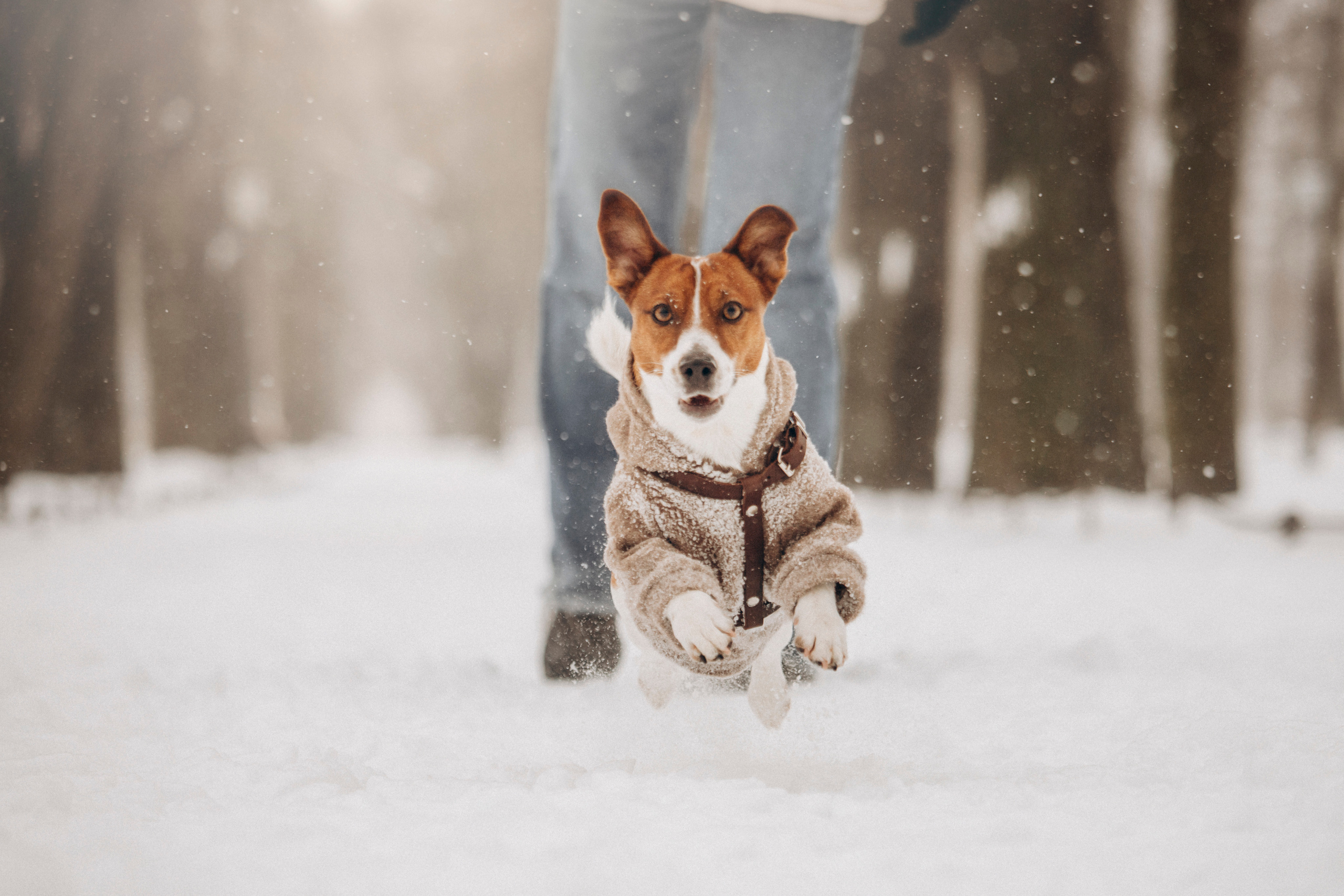 Даша и Бакс. Фотограф — Анималист | Санкт-Петербург