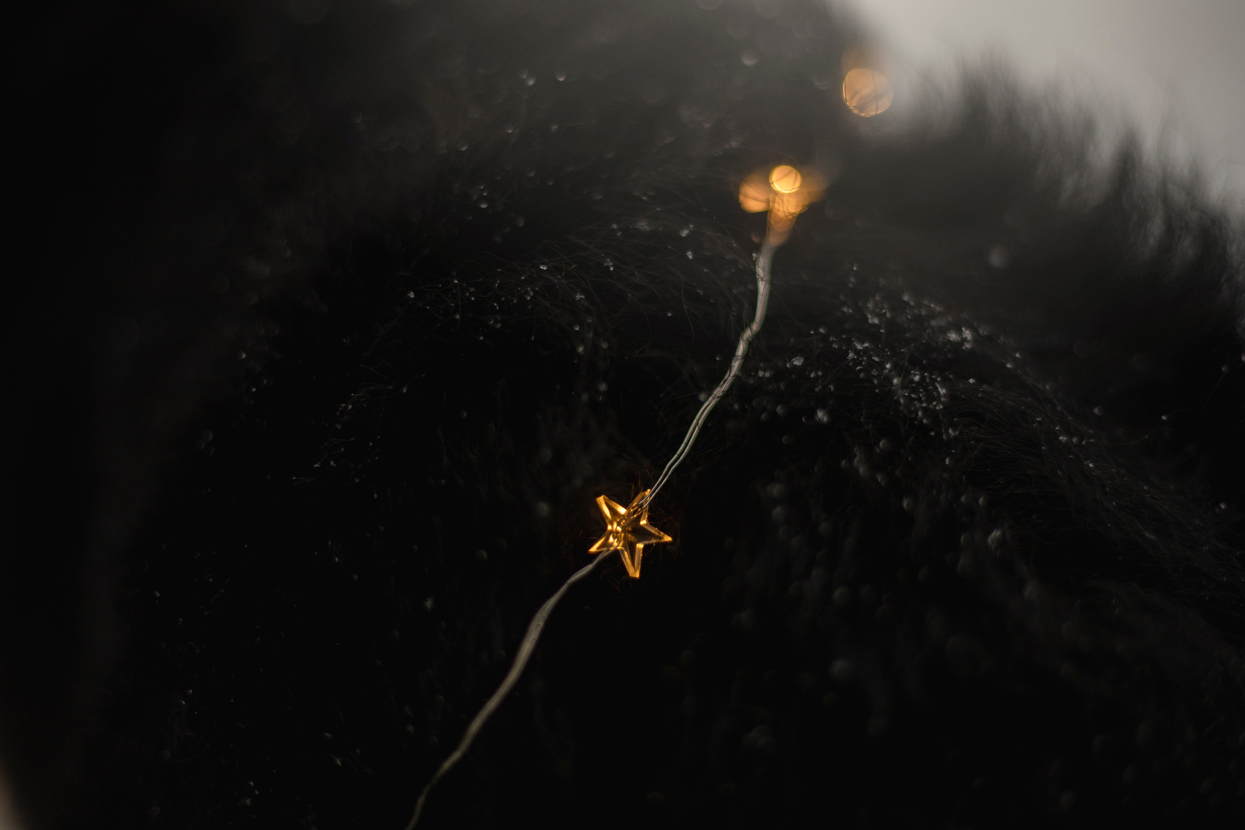 Делик, Скай и их семья. Фотограф — Анималист | Санкт-Петербург