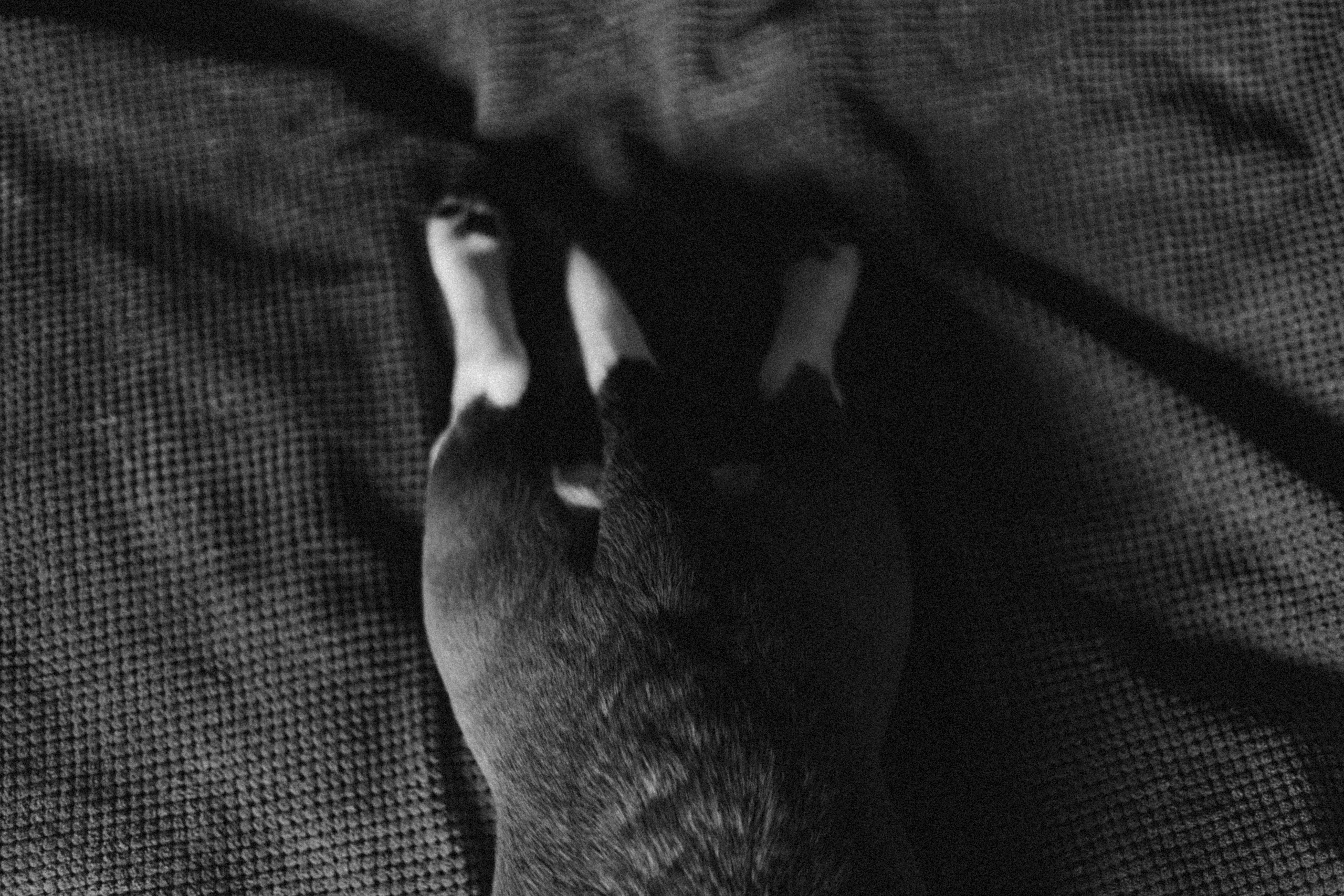 Полина и Бетти. Фотограф — Анималист | Санкт-Петербург