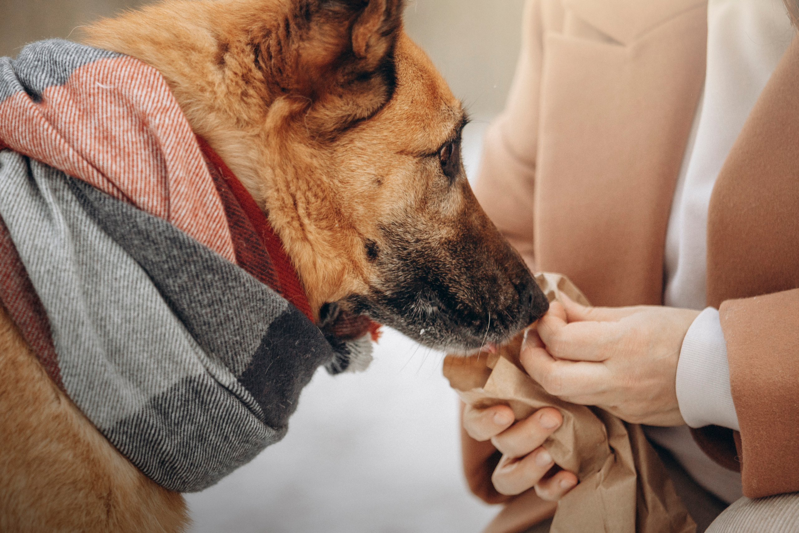 Олеся и Бу. Фотограф — Анималист | Санкт-Петербург