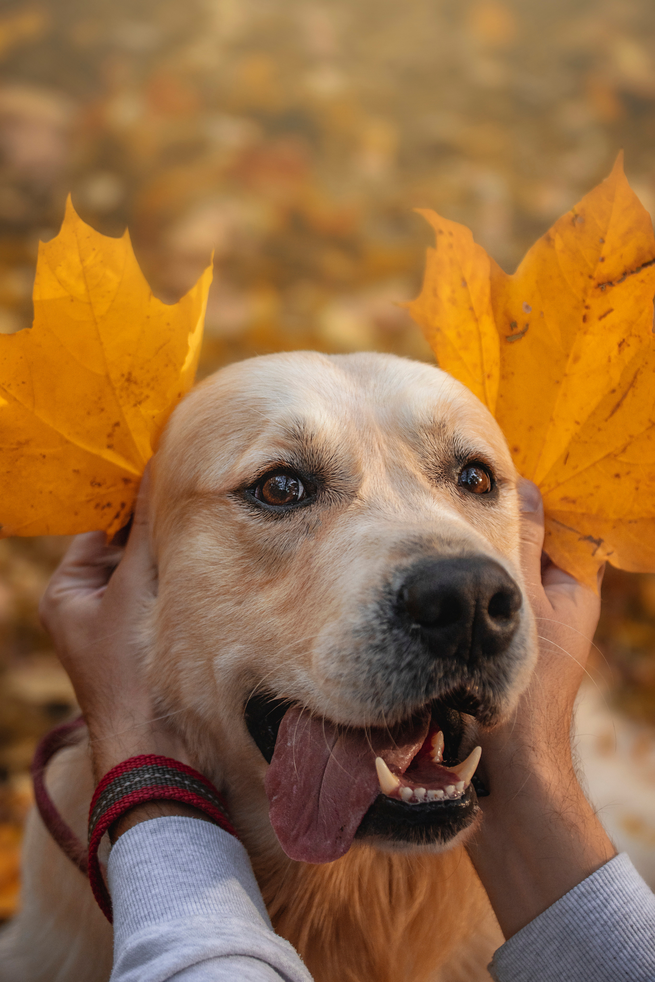 Лёвушка и его семья. Фотограф — Анималист | Санкт-Петербург