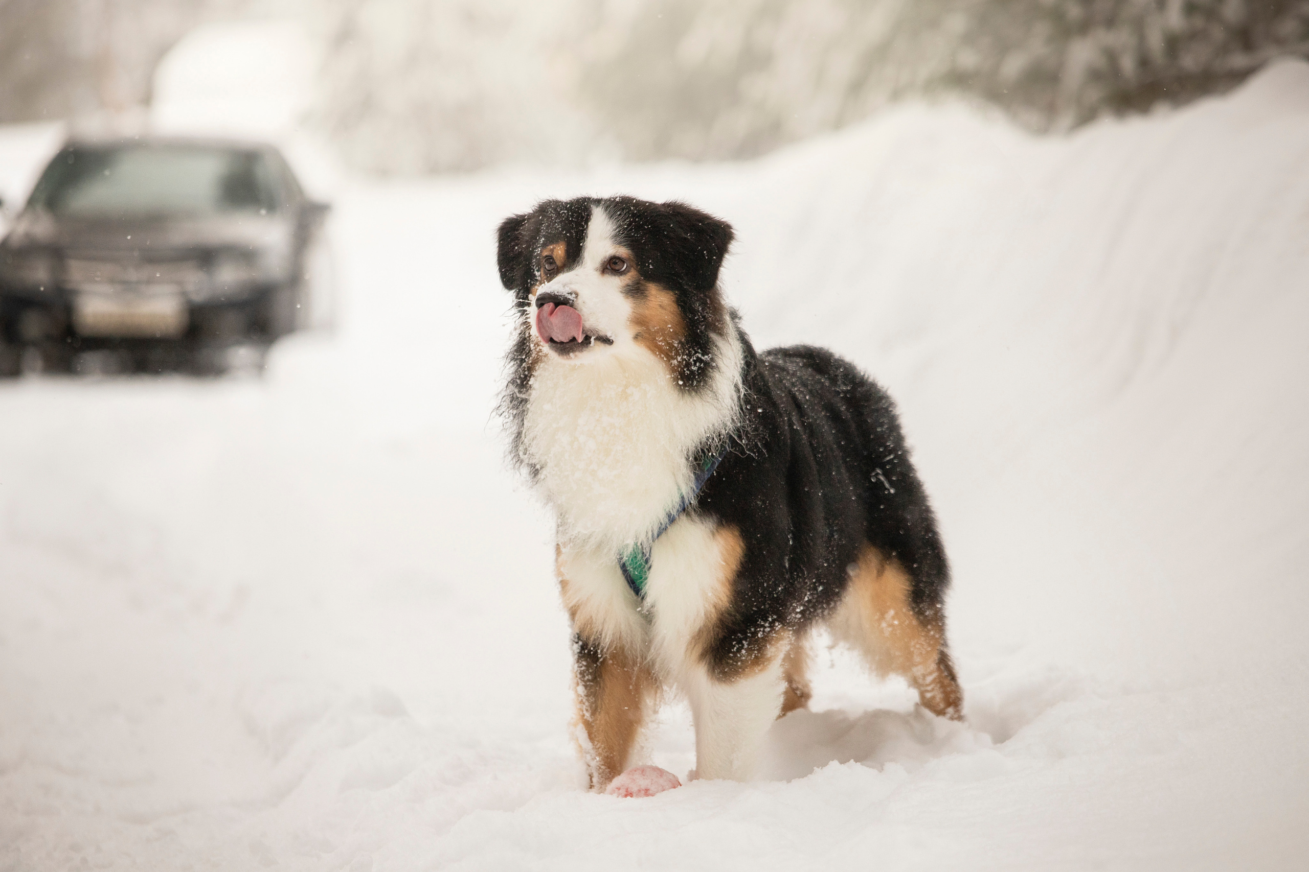 Делик, Скай и их семья. Фотограф — Анималист | Санкт-Петербург