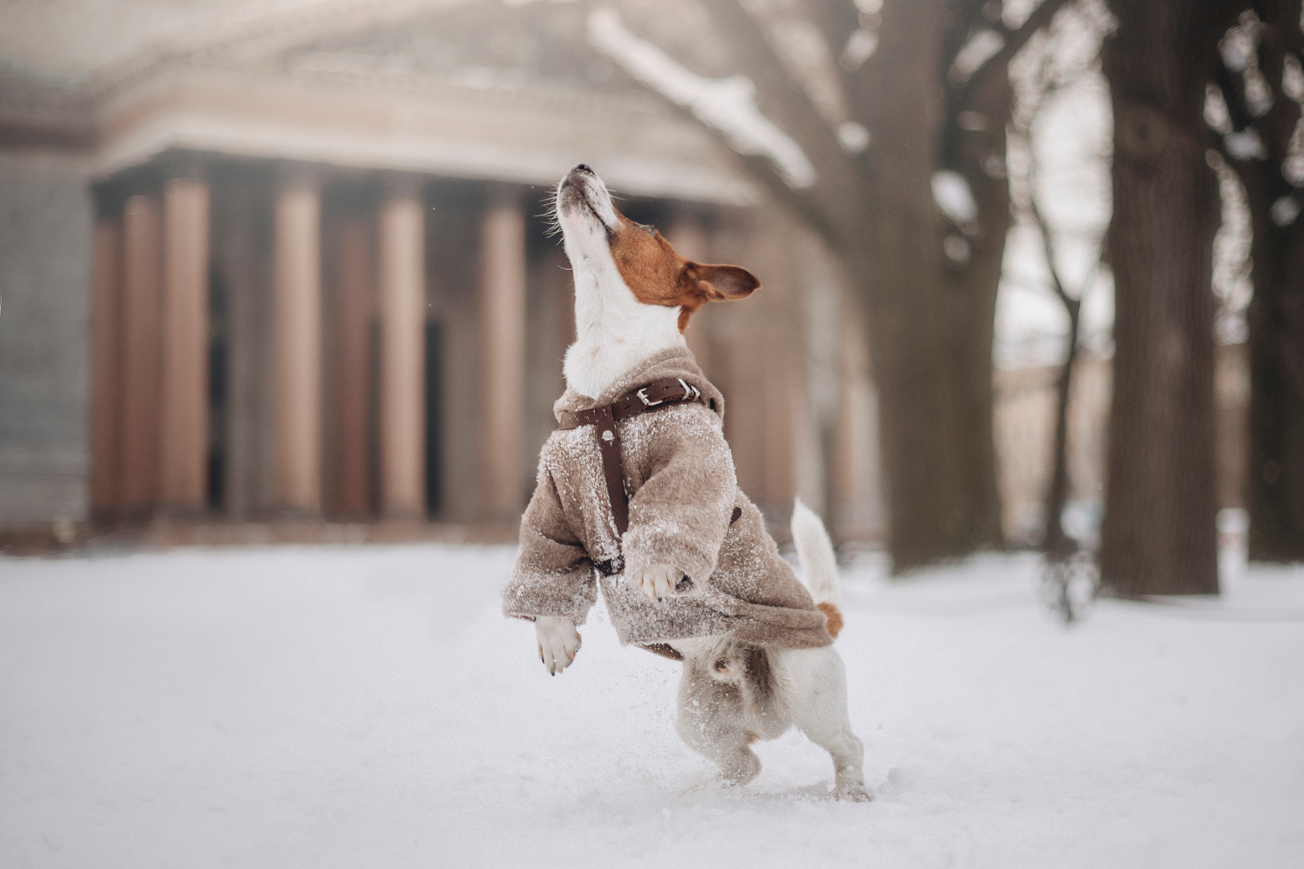 Даша и Бакс. Фотограф — Анималист | Санкт-Петербург