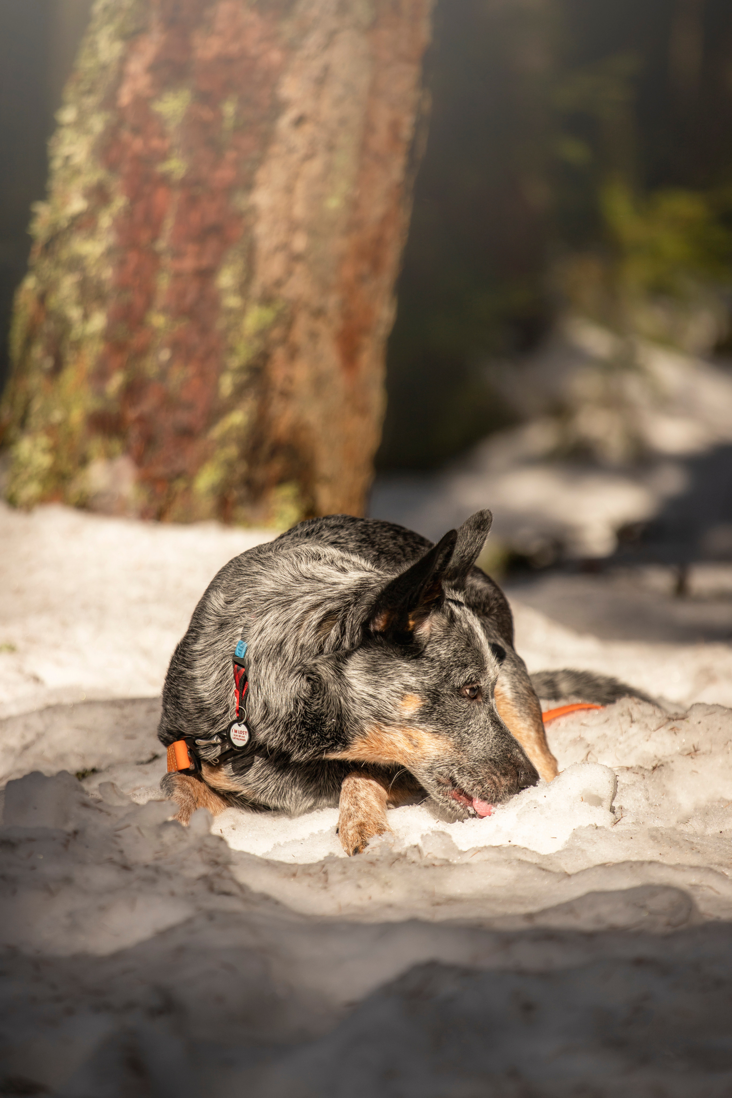 Оля и Мотя. Фотограф — Анималист | Санкт-Петербург