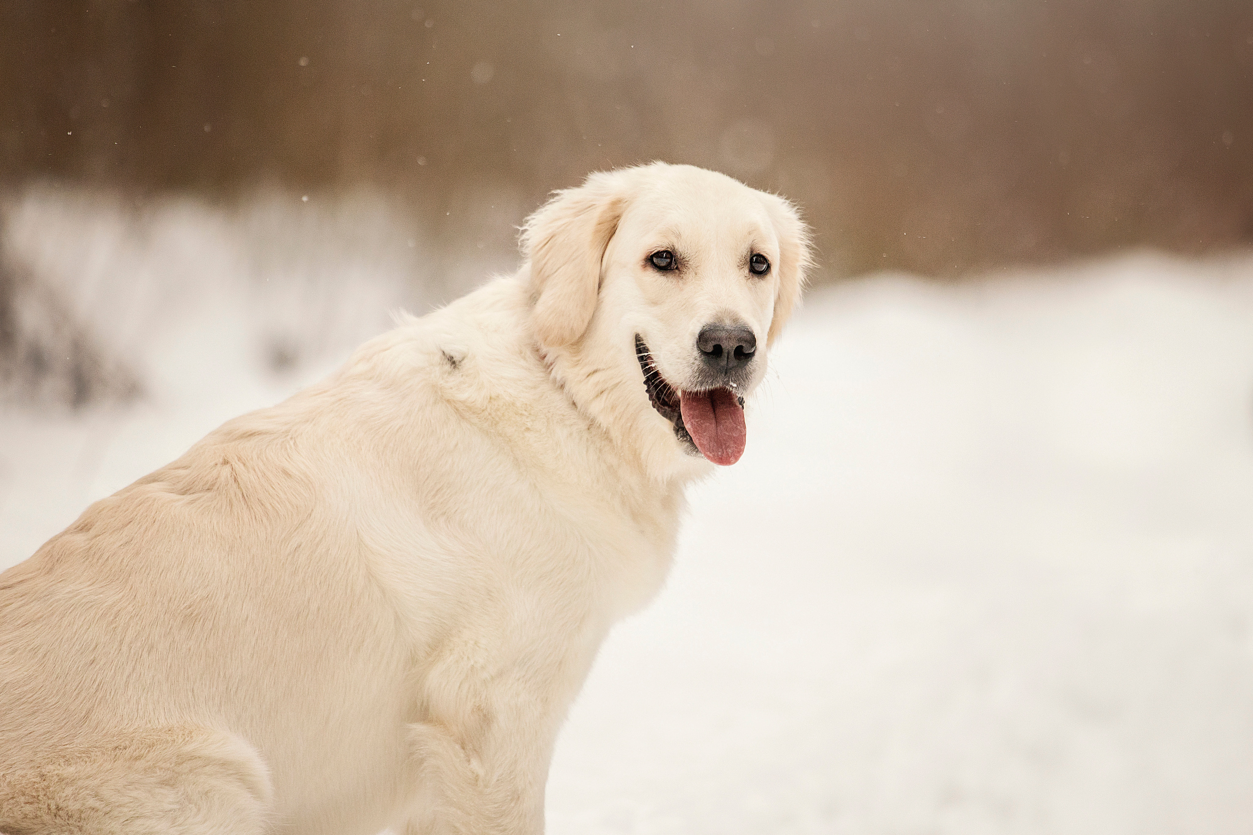 Милка и ее семья. Фотограф — Анималист | Санкт-Петербург