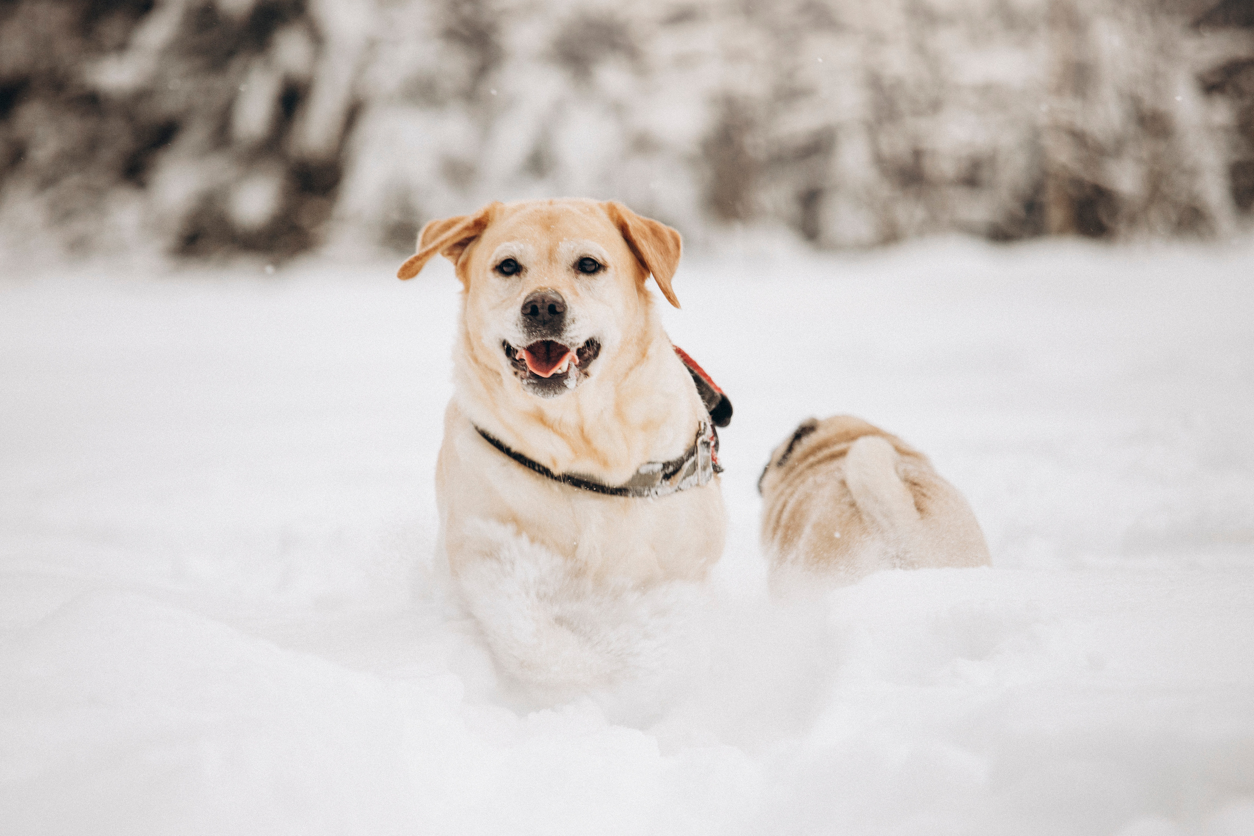 Марго, Степа и их семья. Фотограф — Анималист | Санкт-Петербург