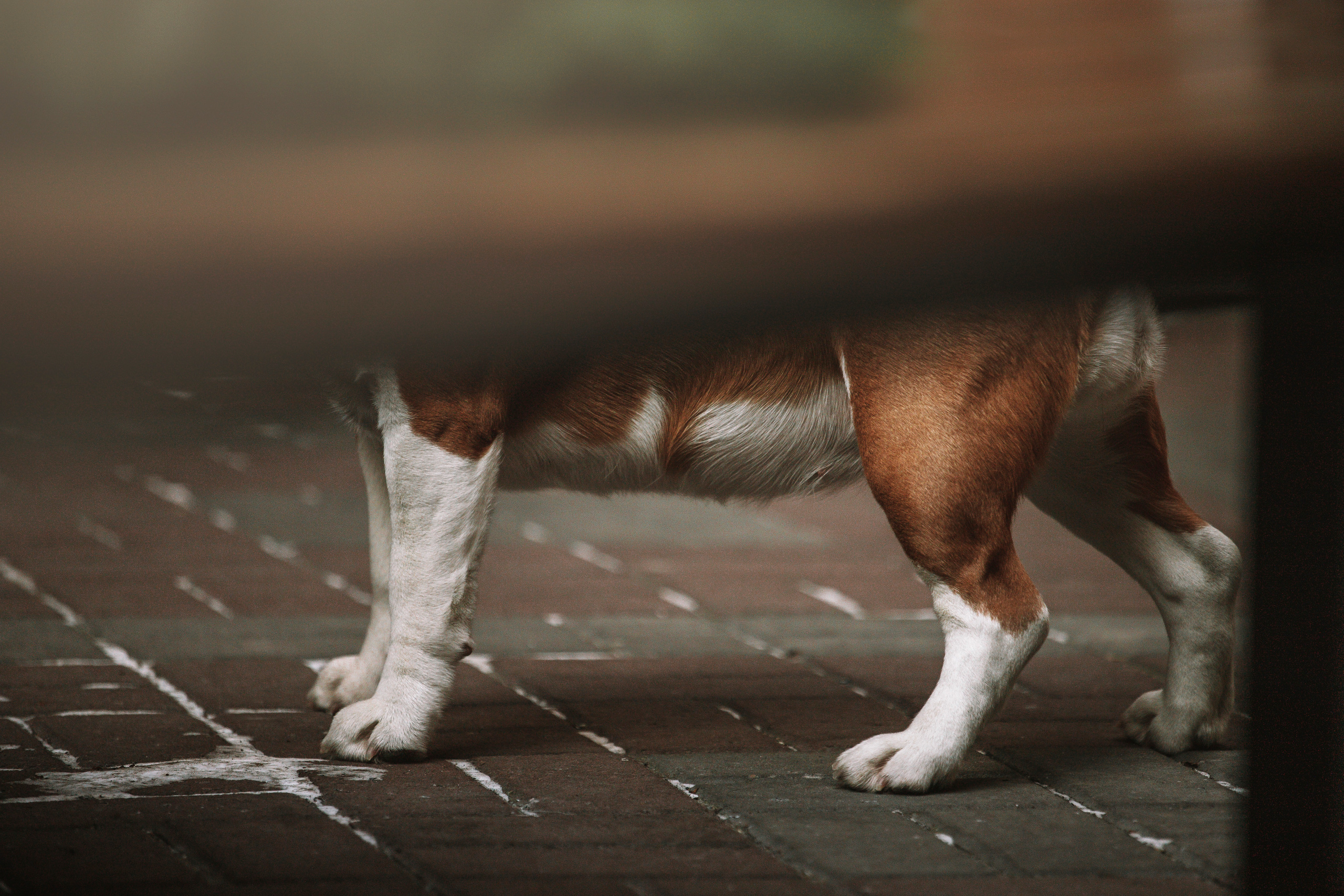 Полина и Бетти. Фотограф — Анималист | Санкт-Петербург