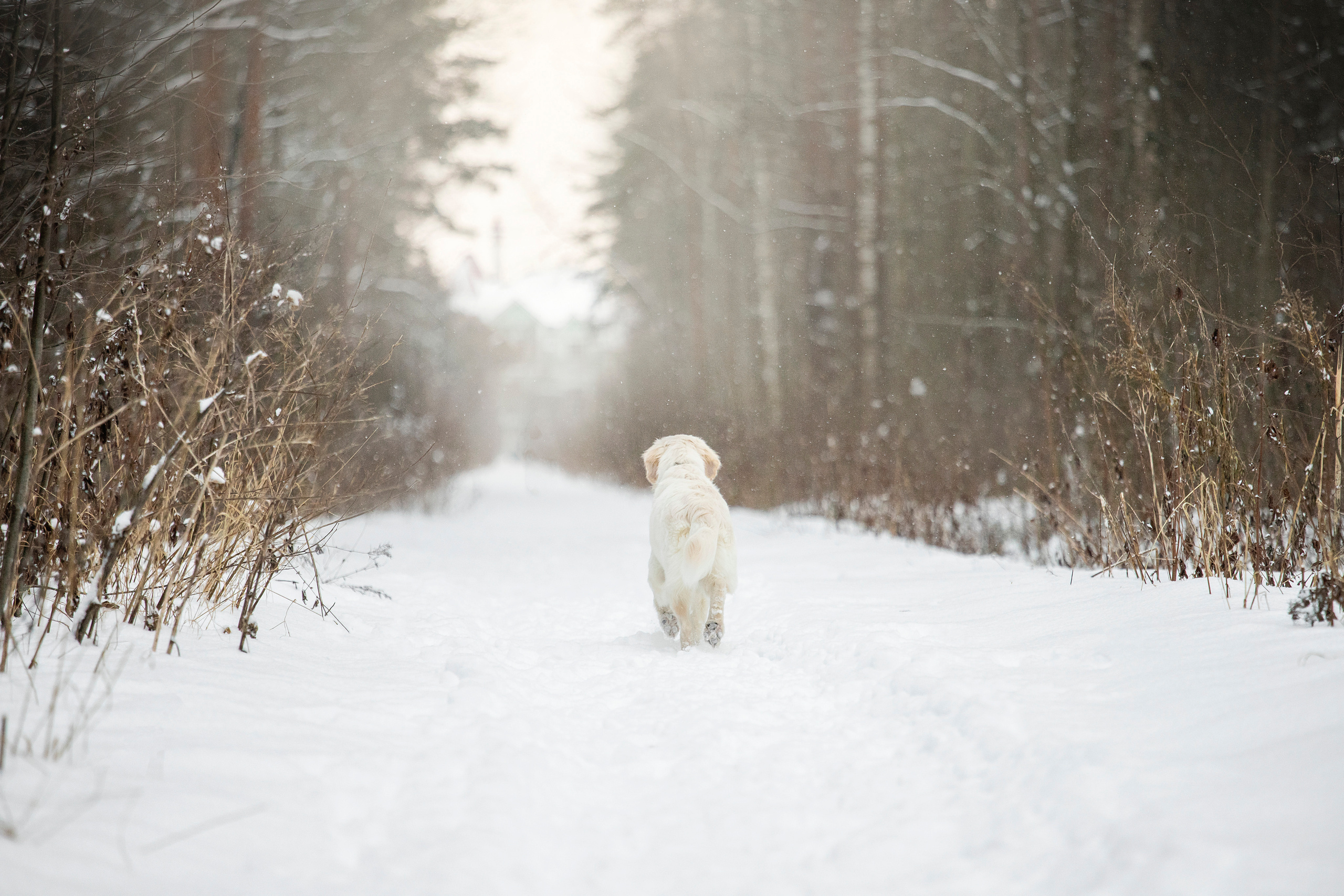 Милка и ее семья. Фотограф — Анималист | Санкт-Петербург