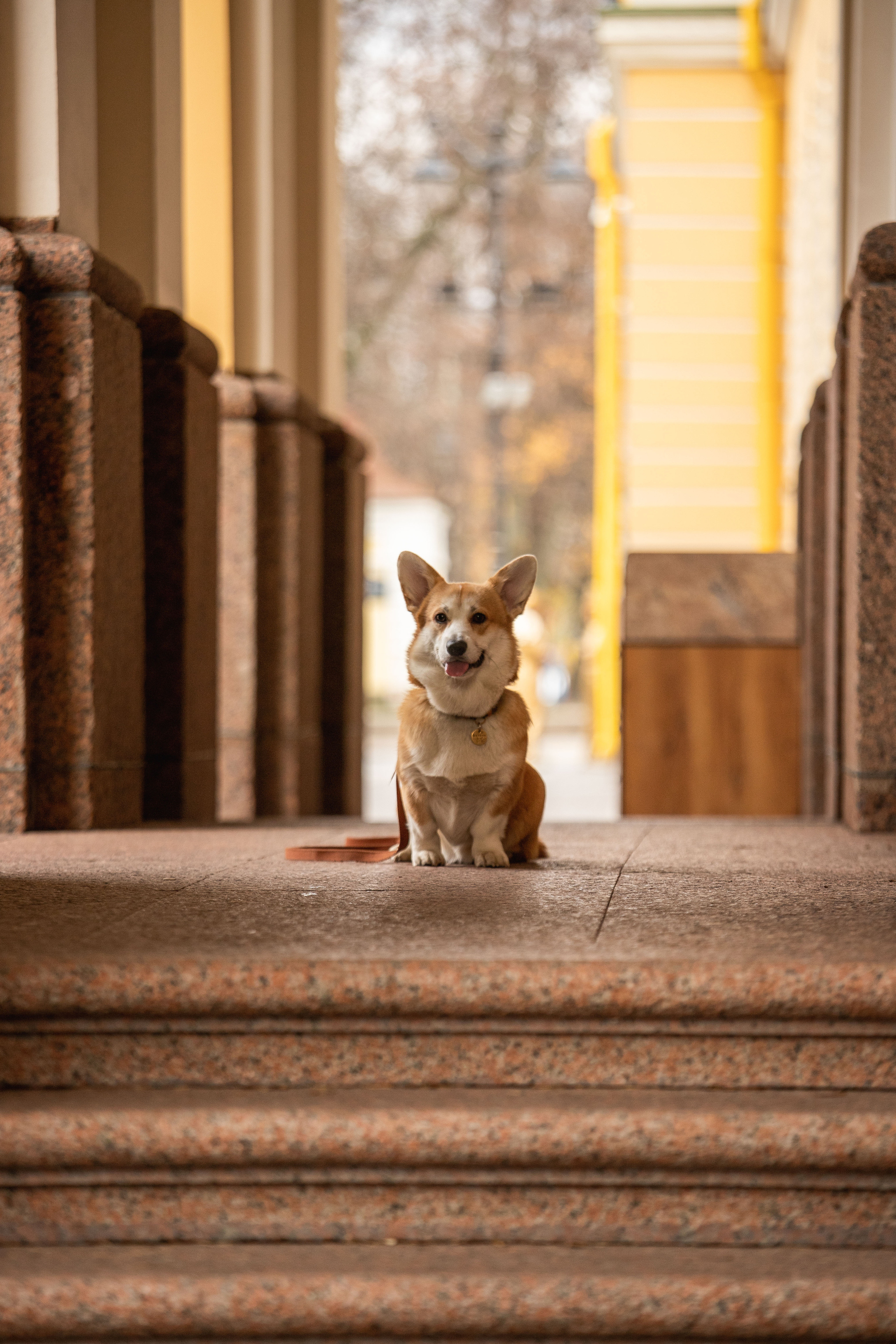 Барни и его семья. Фотограф — Анималист | Санкт-Петербург