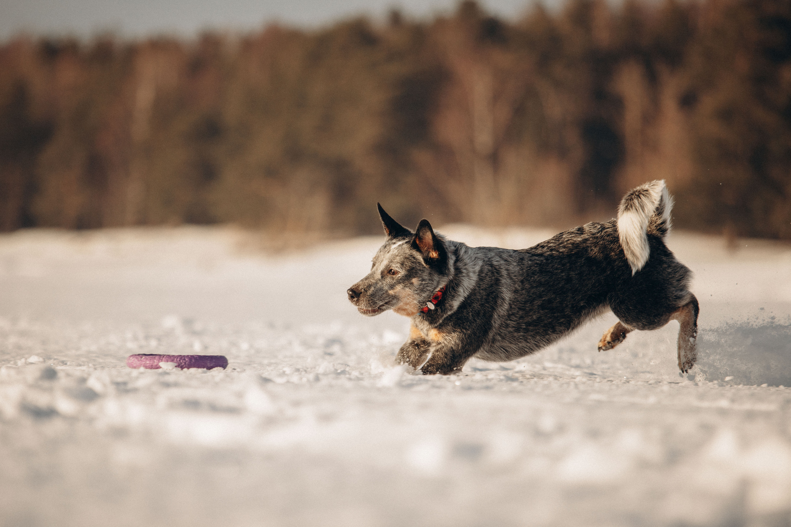 Оля и Мотя. Фотограф — Анималист | Санкт-Петербург