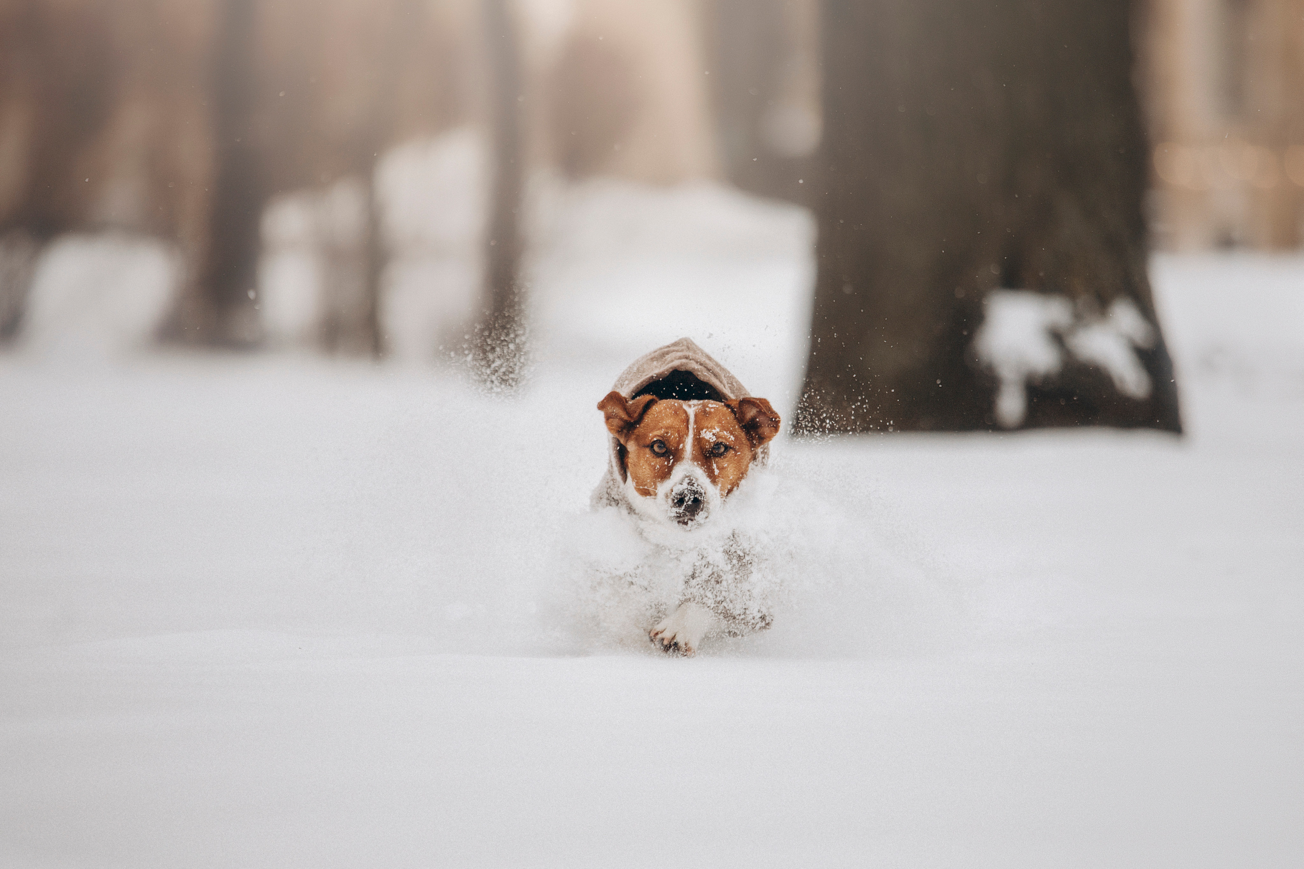 Даша и Бакс. Фотограф — Анималист | Санкт-Петербург