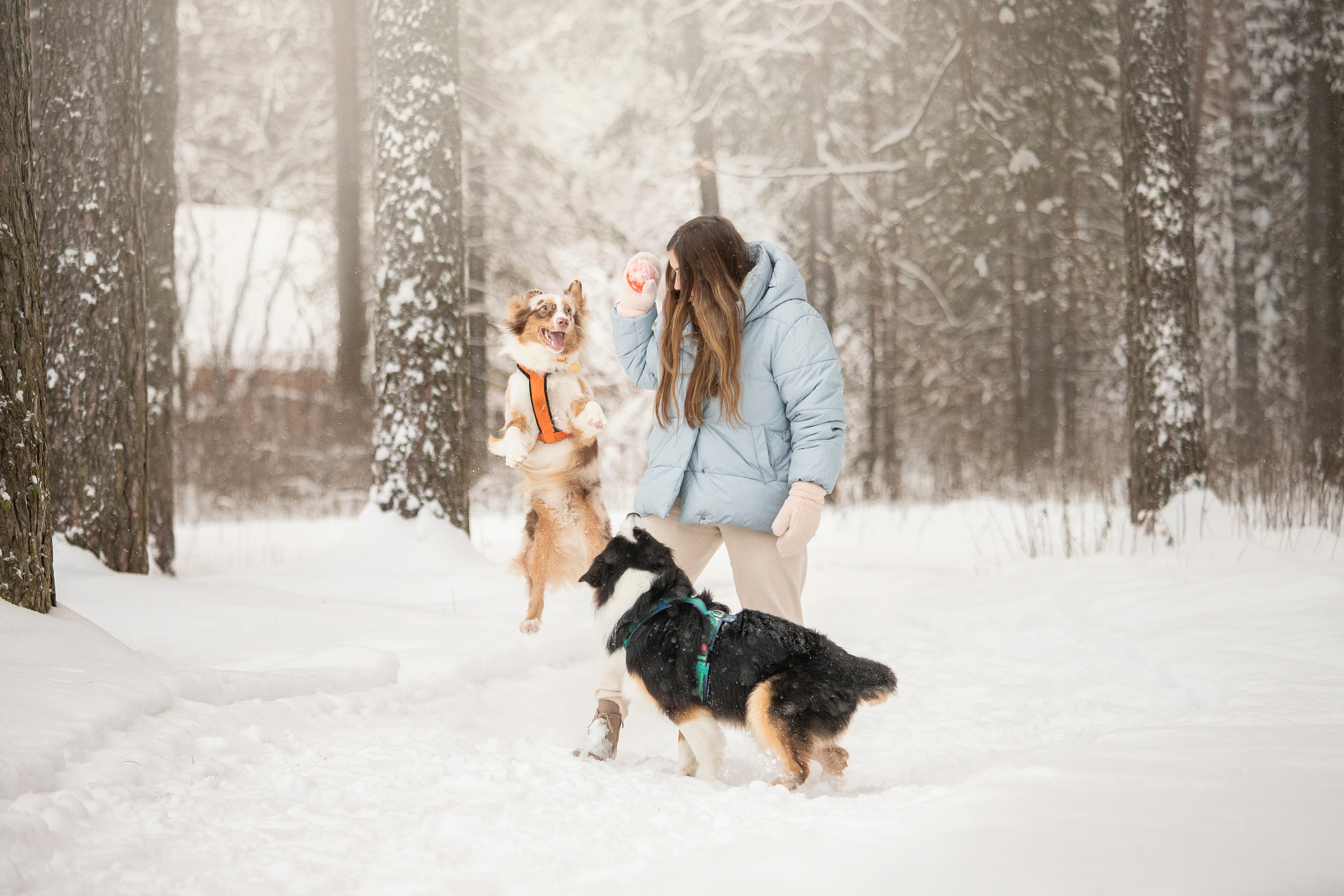 Делик, Скай и их семья. Фотограф — Анималист | Санкт-Петербург