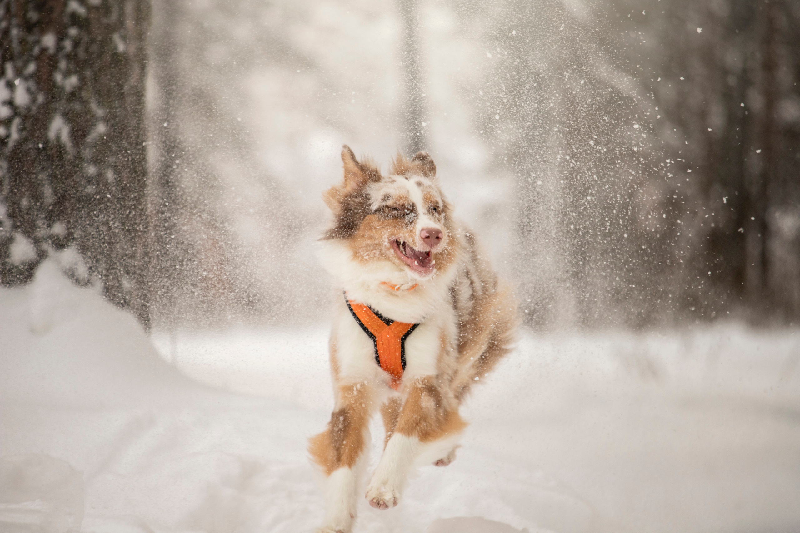 Делик, Скай и их семья. Фотограф — Анималист | Санкт-Петербург