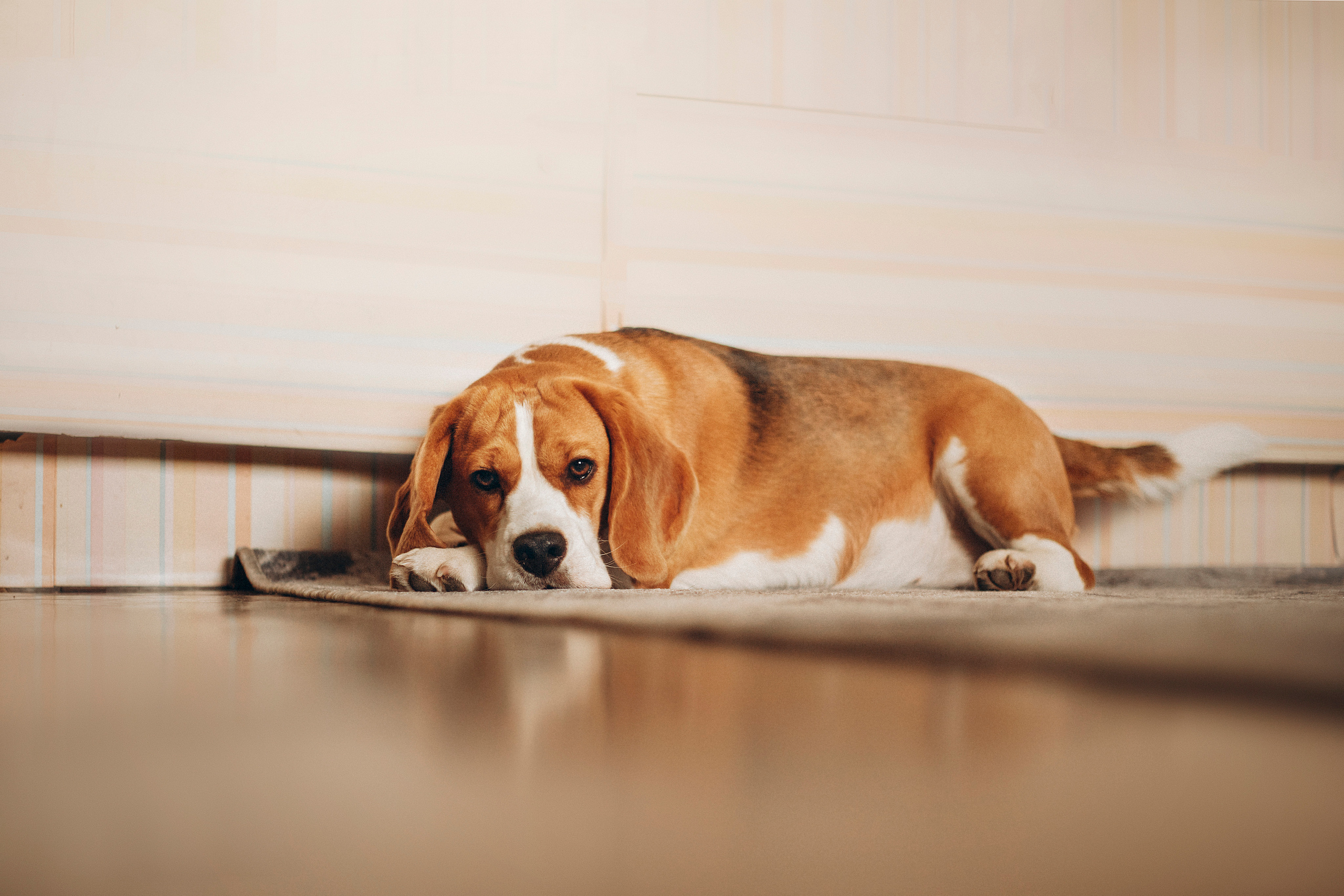 Полина и Бетти. Фотограф — Анималист | Санкт-Петербург