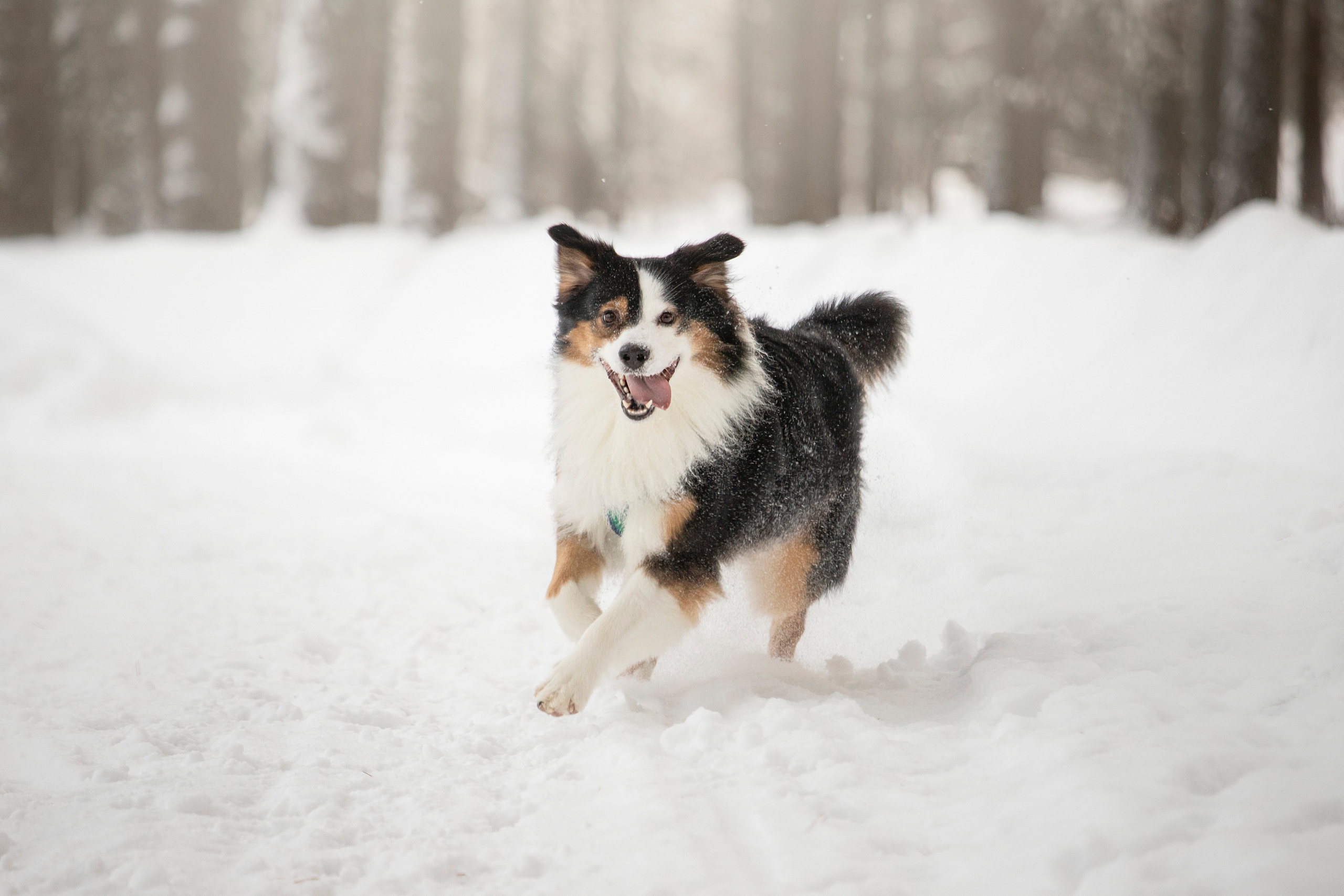Делик, Скай и их семья. Фотограф — Анималист | Санкт-Петербург