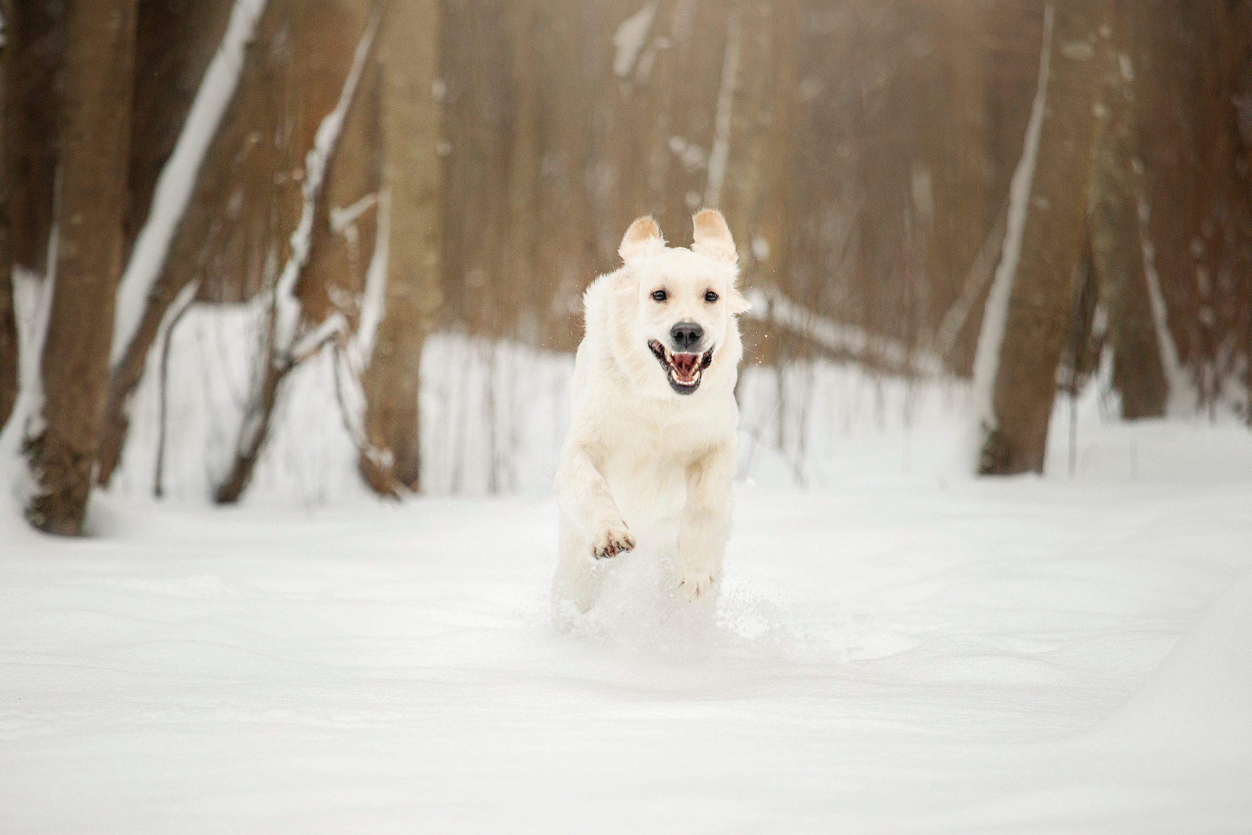 Милка и ее семья. Фотограф — Анималист | Санкт-Петербург