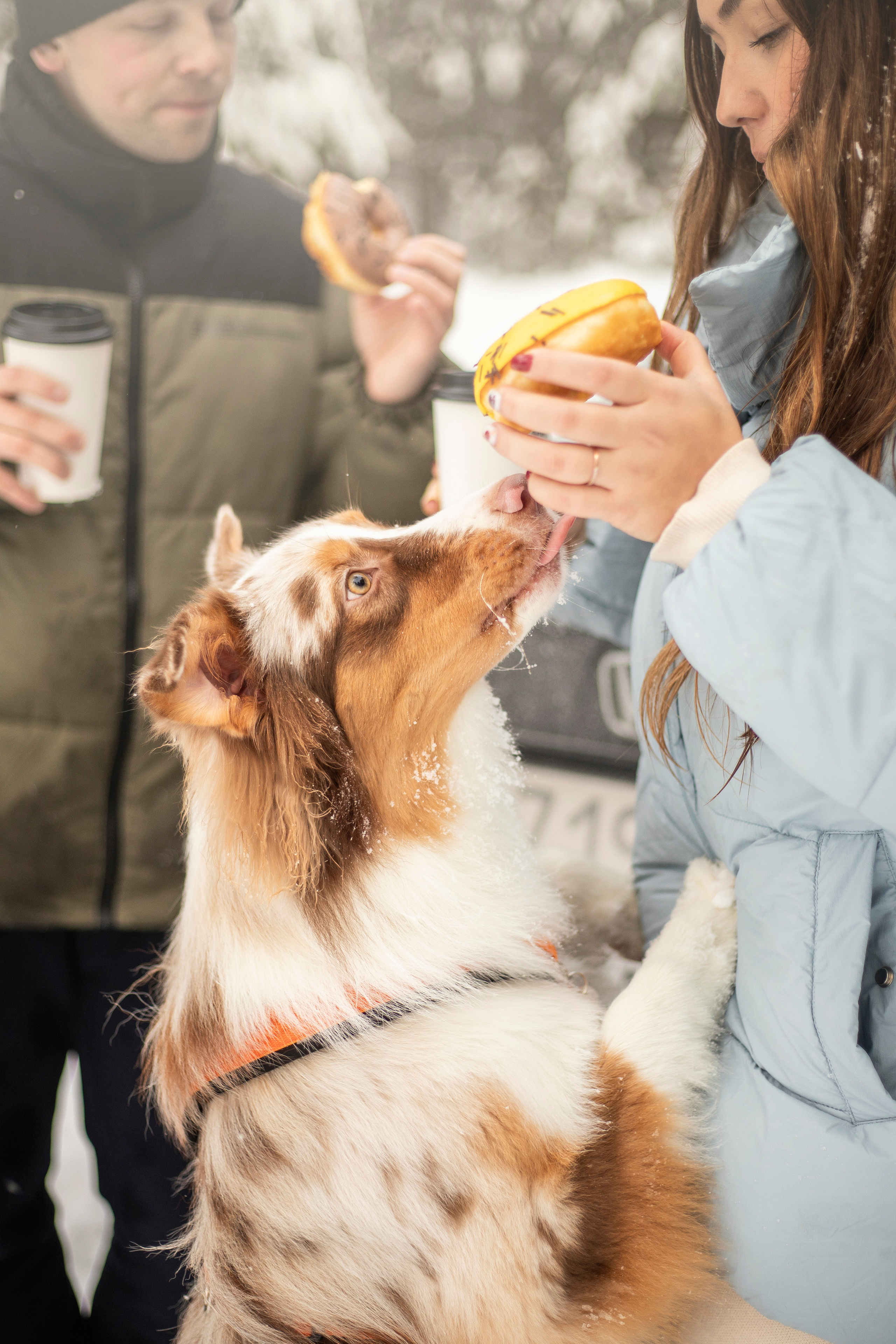 Делик, Скай и их семья. Фотограф — Анималист | Санкт-Петербург