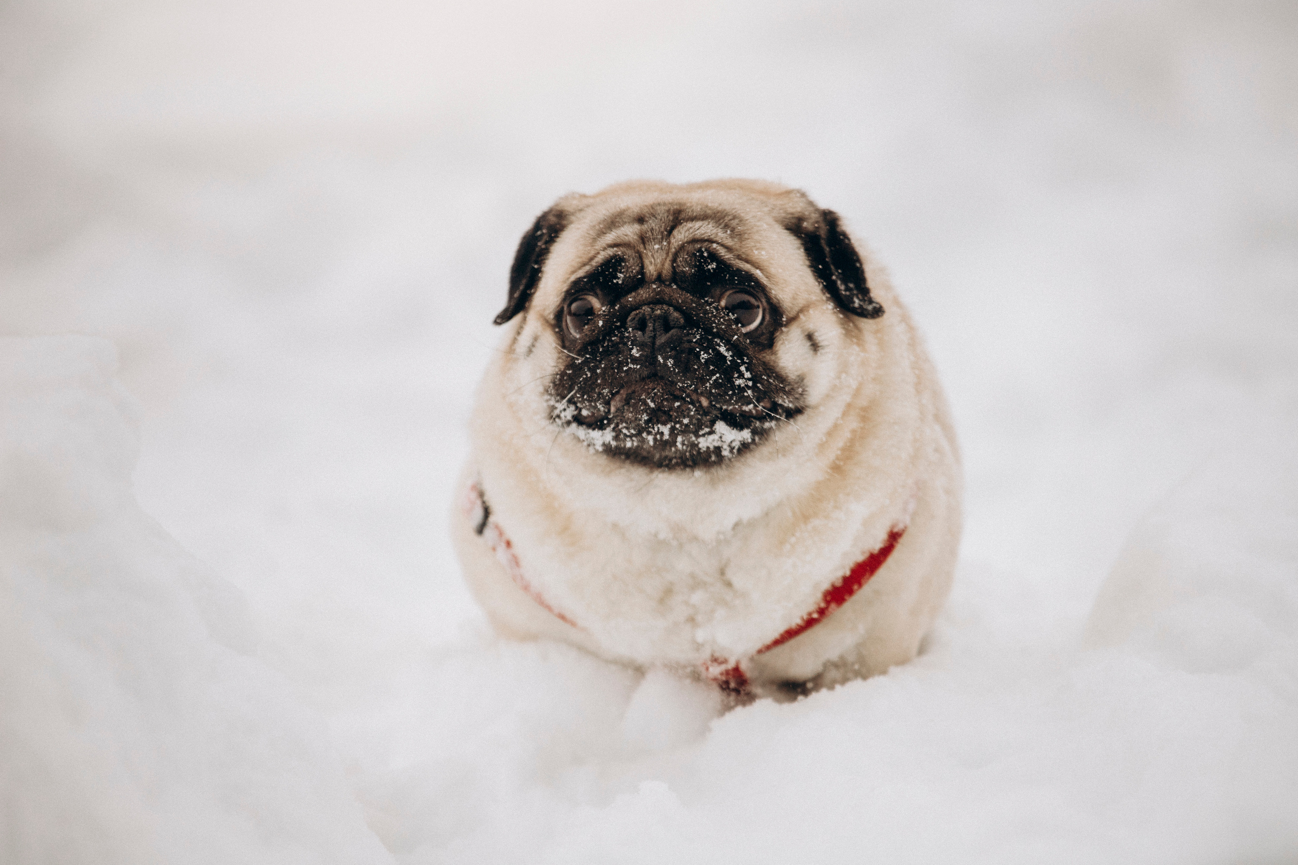 Марго, Степа и их семья. Фотограф — Анималист | Санкт-Петербург