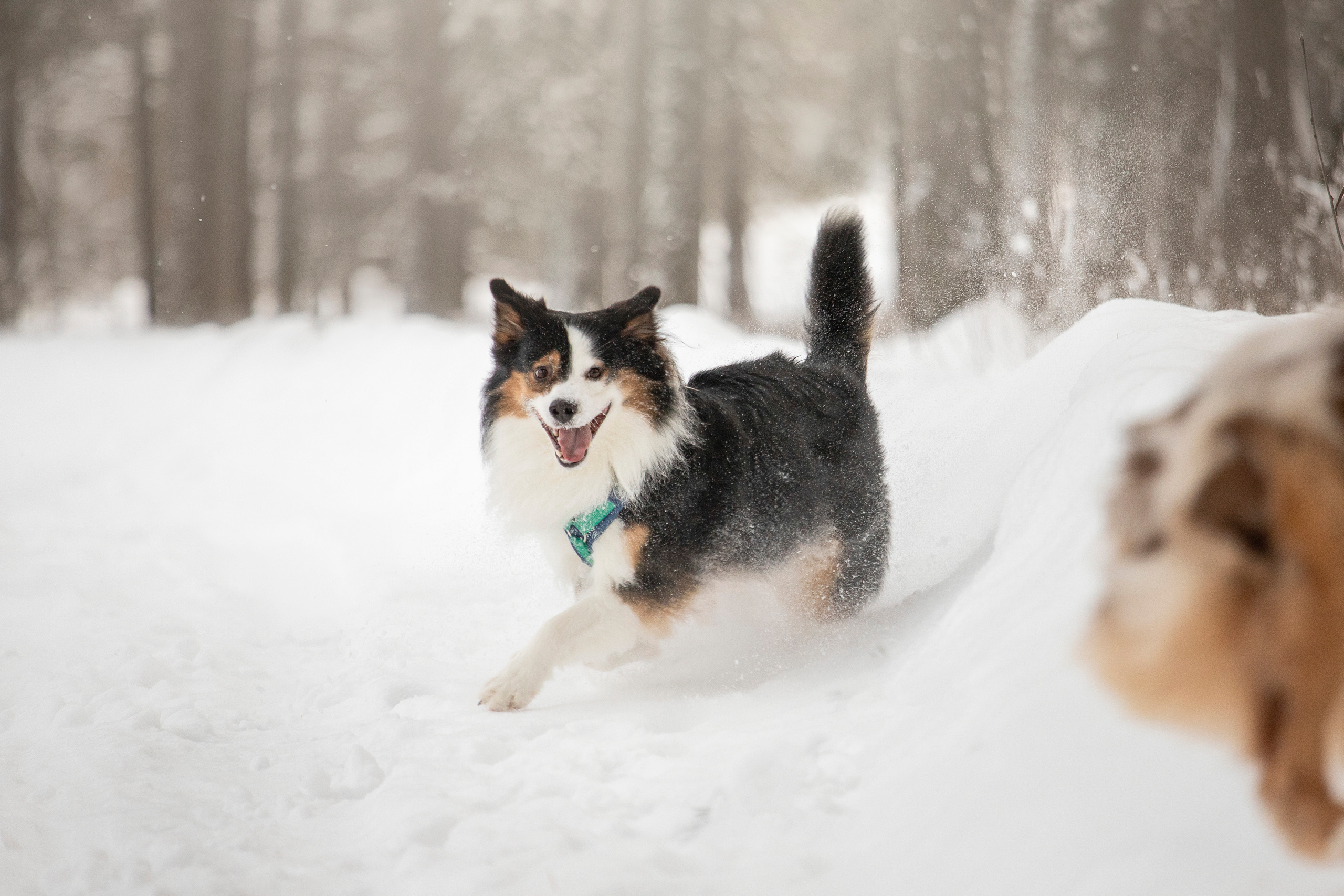 Делик, Скай и их семья. Фотограф — Анималист | Санкт-Петербург