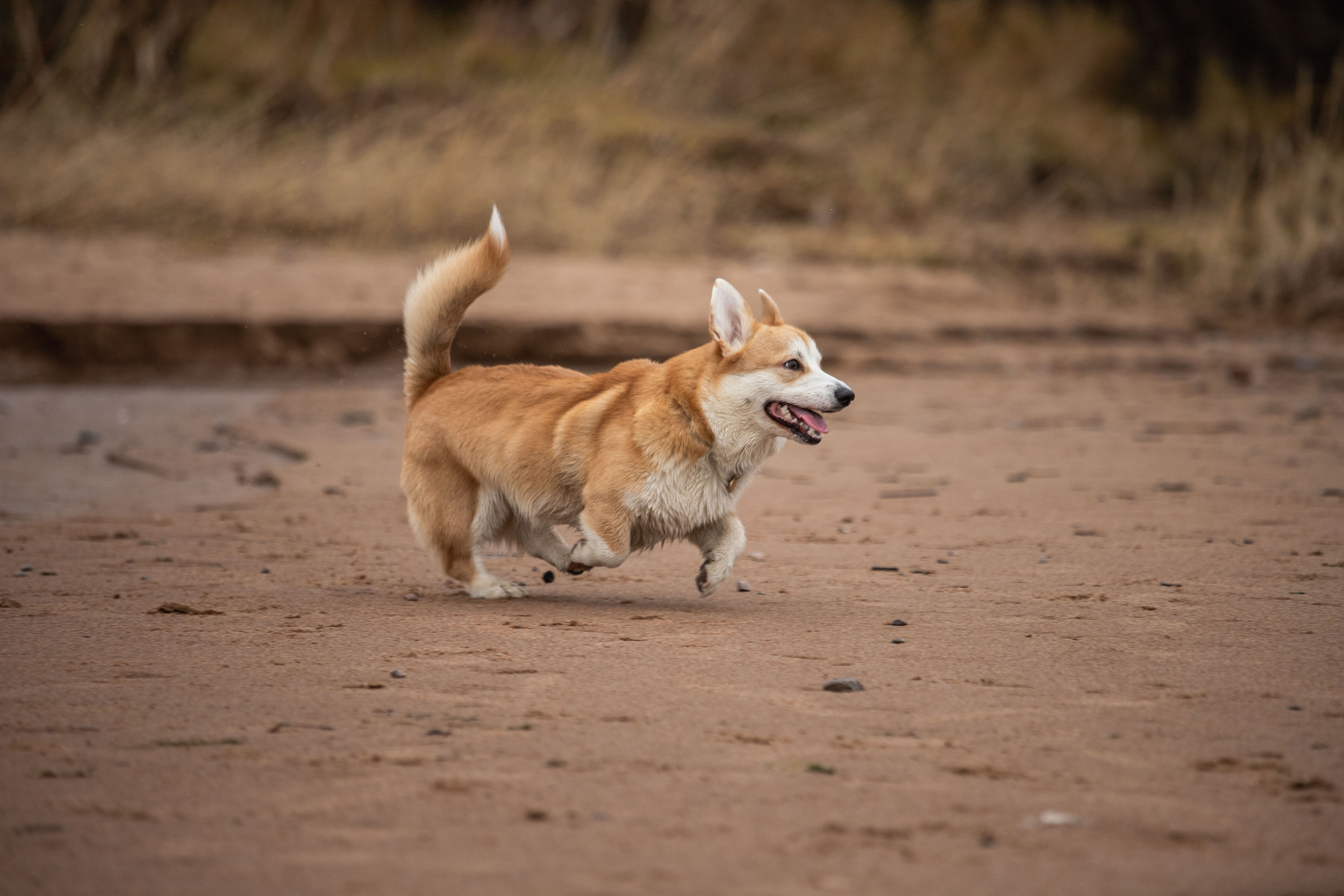 Барни и его семья. Фотограф — Анималист | Санкт-Петербург