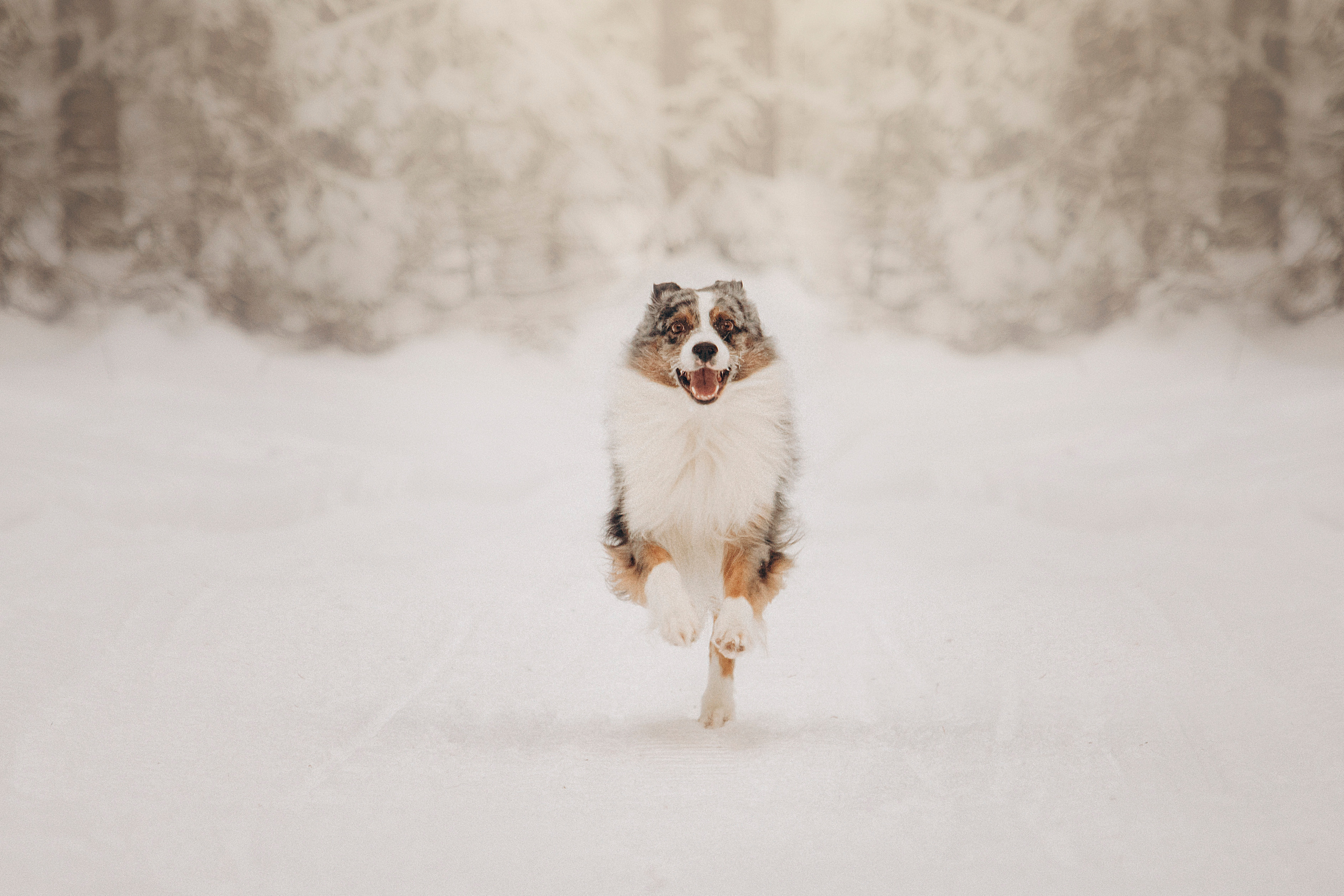 Айк и его семья. Фотограф — Анималист | Санкт-Петербург